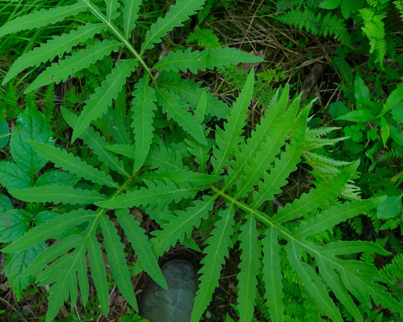 Sensitive Fern (Onoclea Sensibilis) — This fern exhibits a unique, coarse texture with each frond reaching 18-24 inches in height and spread