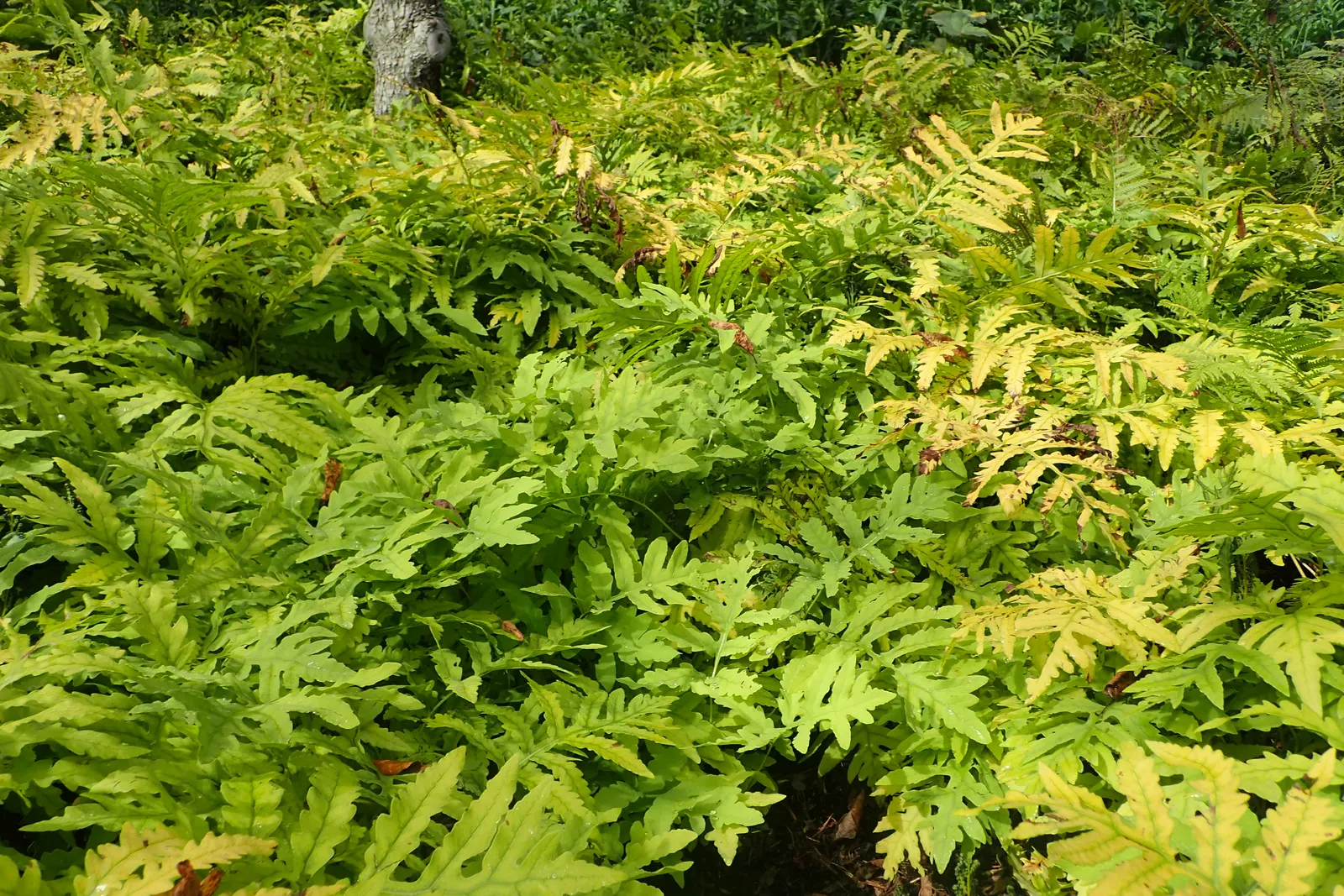Sensitive Fern (Onoclea Sensibilis) — Unlike many other ferns, its fertile fronds differ from its sterile fronds; the fern's vivid green fronds add, image 69