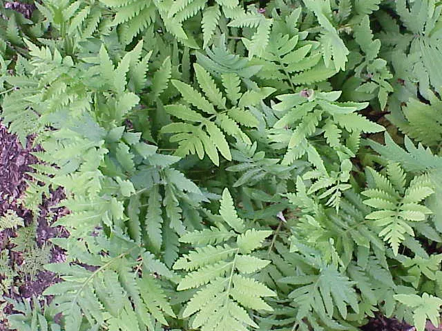Sensitive Fern (Onoclea Sensibilis) — fern for half or shade