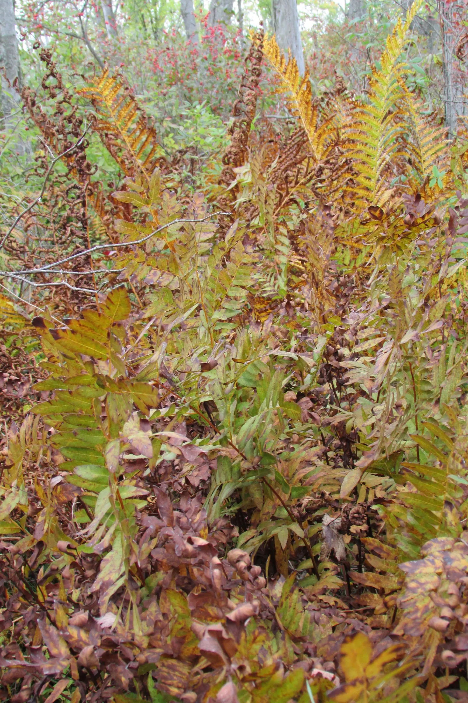 Sensitive Fern (Onoclea Sensibilis) — The fertile fronds are much smaller, non-green, and have a striking bead-like appearance; prehistoric ambiance in any