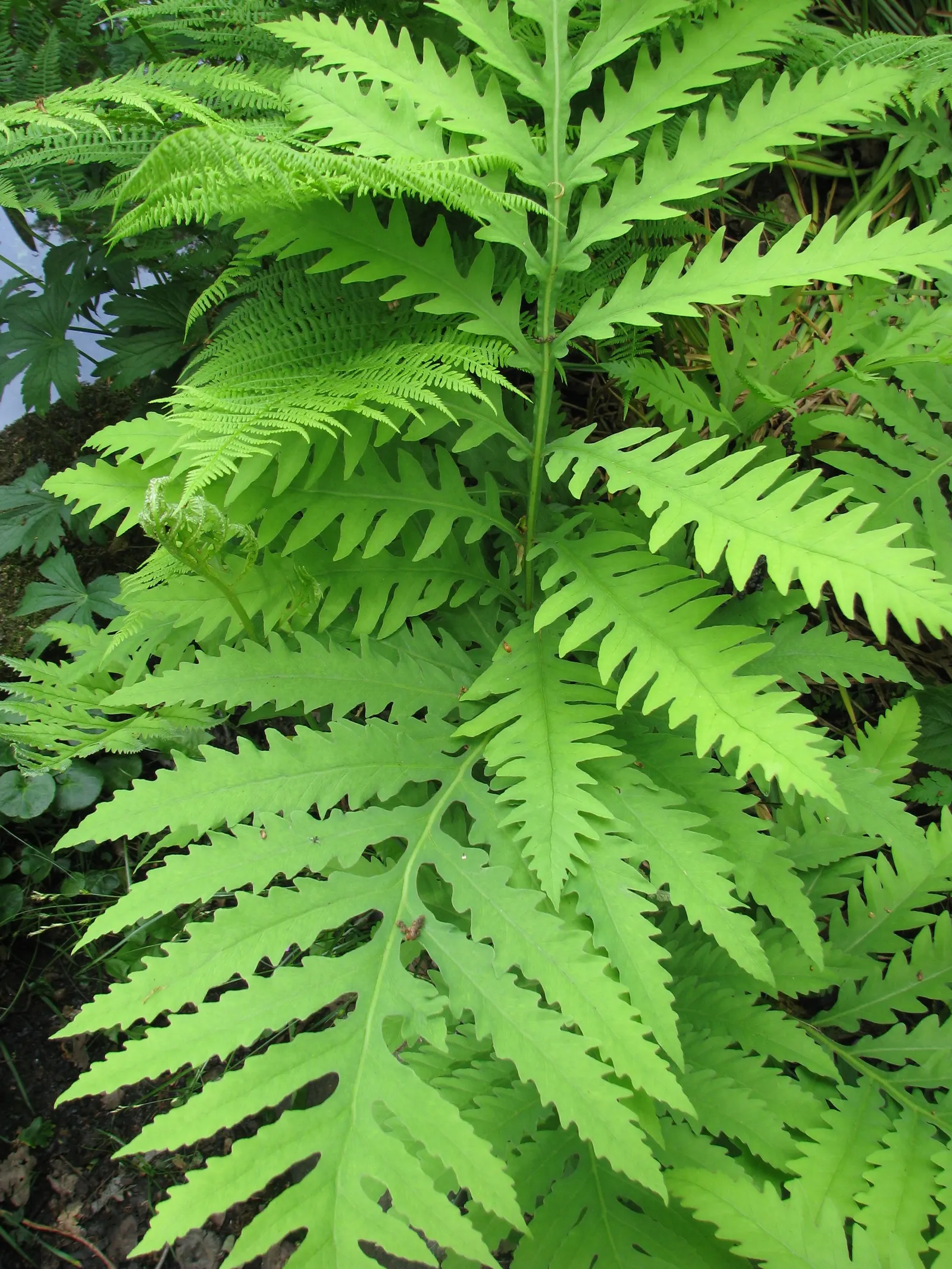 Sensitive Fern (Onoclea Sensibilis) — best suited for moist zones of your landscape and can create a lush