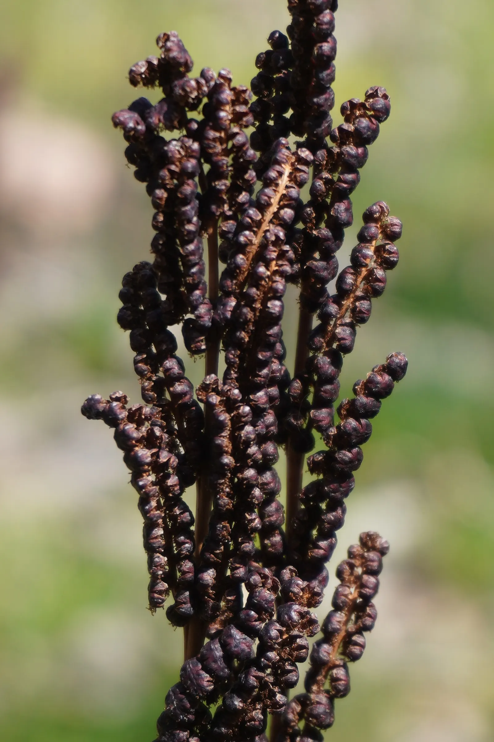 Sensitive Fern (Onoclea Sensibilis) — prehistoric ambiance in any garden.<br><br>This species is termed "sensitive" due to its delicate nature; delicate