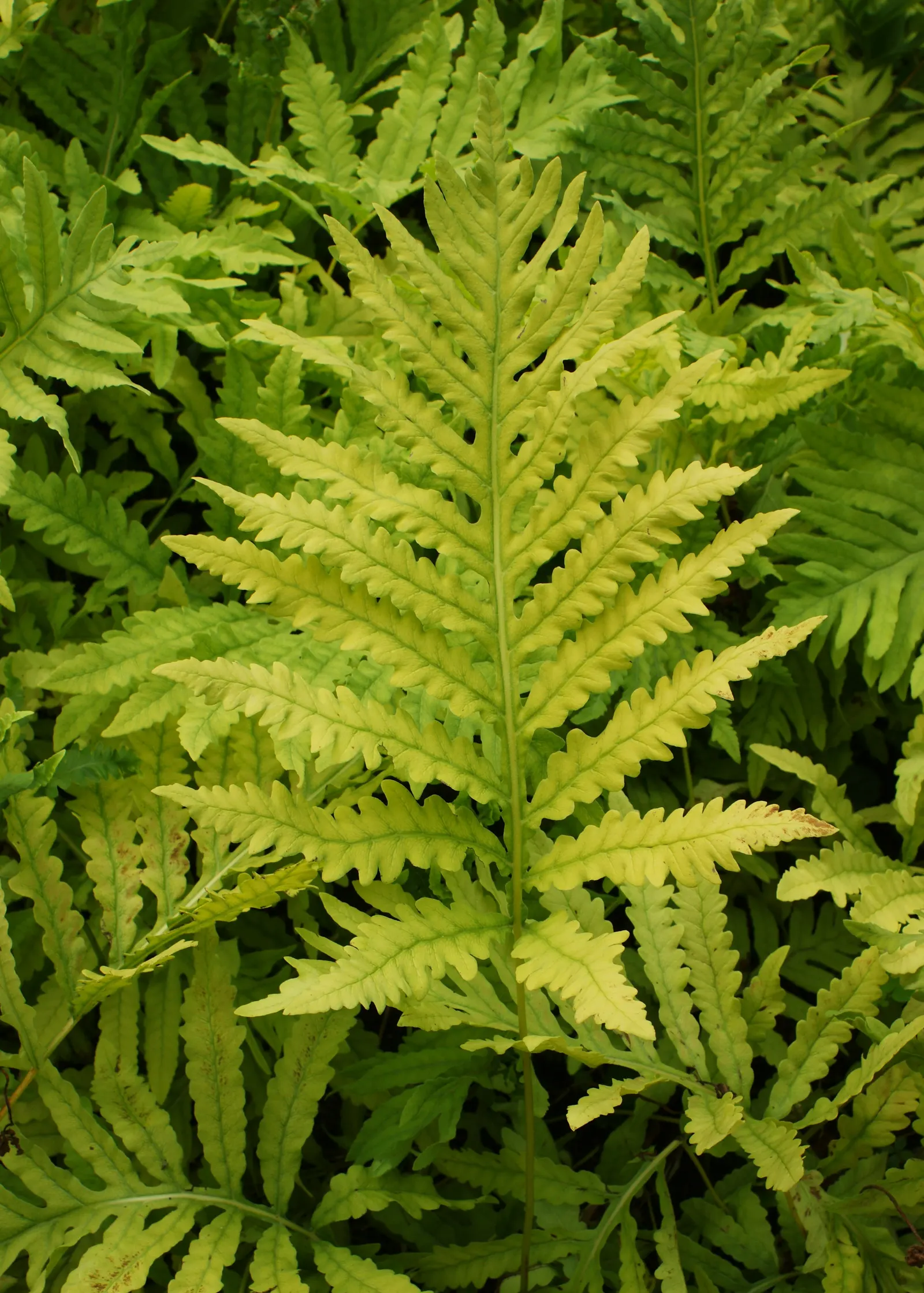 Sensitive Fern (Onoclea Sensibilis) — The fertile fronds are much smaller, non-green, and have a striking bead-like appearance; prehistoric, image 70