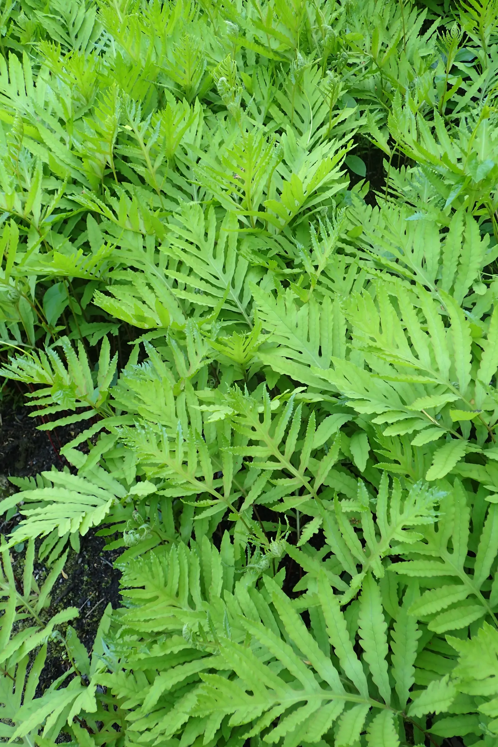 Sensitive Fern (Onoclea Sensibilis) — releasing their spores in the following spring.<br><br>Ideal for USDA hardiness zones 3 to 8; sensitive Fern, image 72