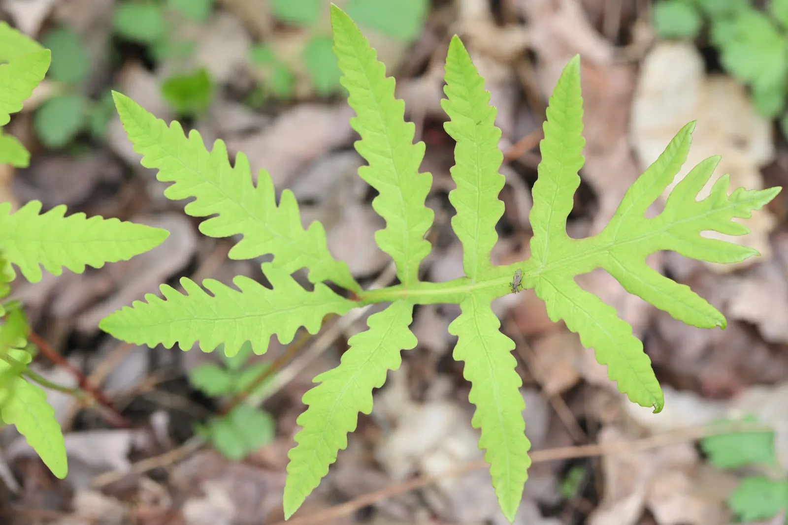Sensitive Fern (Onoclea Sensibilis) — This fern exhibits a unique, coarse texture with each frond reaching 18-24 inches in height and spread; and damp
