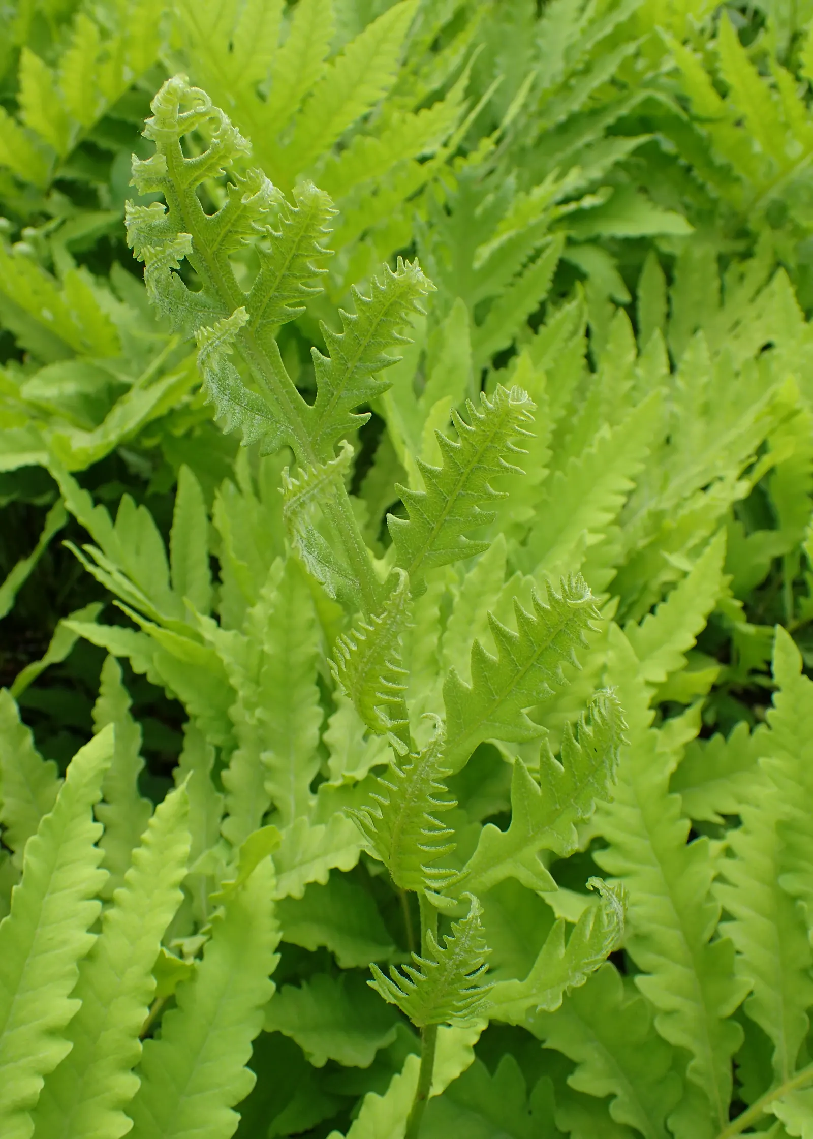 Sensitive Fern (Onoclea Sensibilis) — best suited for moist zones of your landscape and can create a lush; it\'s deer-resistant, which can be an added