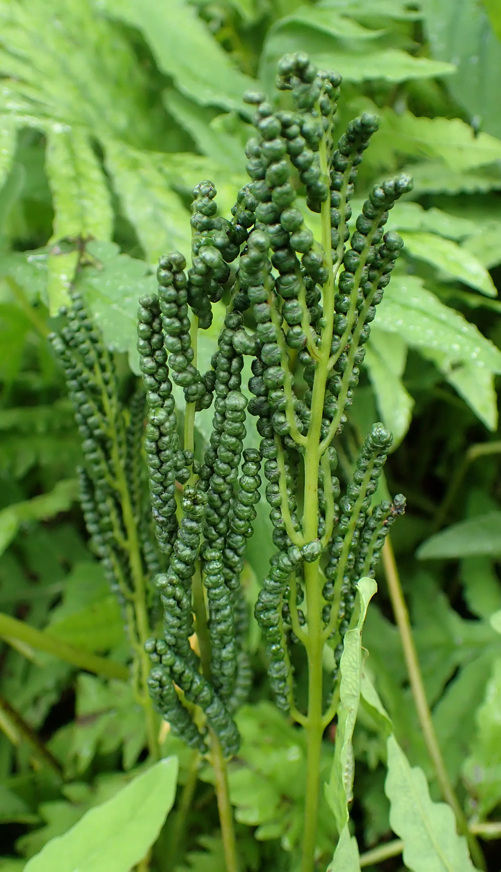 Sensitive Fern (Onoclea Sensibilis) — prehistoric ambiance in any garden.<br><br>This species is termed "sensitive" due to its delicate nature