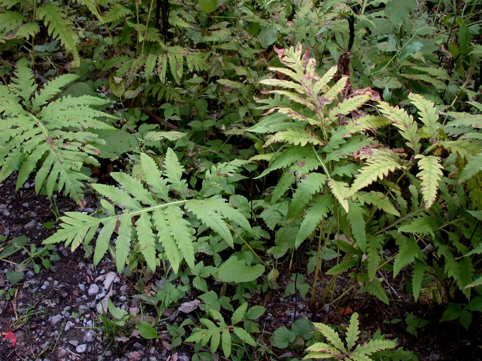 Sensitive Fern (Onoclea Sensibilis) — Known for its sensitivity to frost; fern for half or shade, image 54