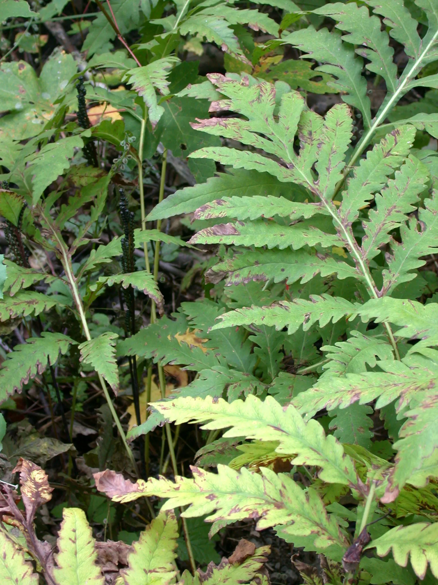 Sensitive Fern (Onoclea Sensibilis) — and damp environment.<br><br>One of the most interesting aspects of this plant is its reproductive strategy