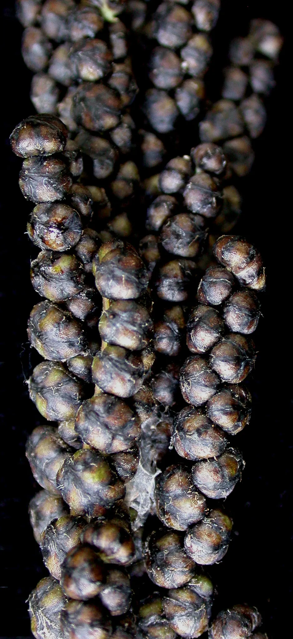 Sensitive Fern (Onoclea Sensibilis) — delicate character to shade gardens; the fern has a distinctive appearance