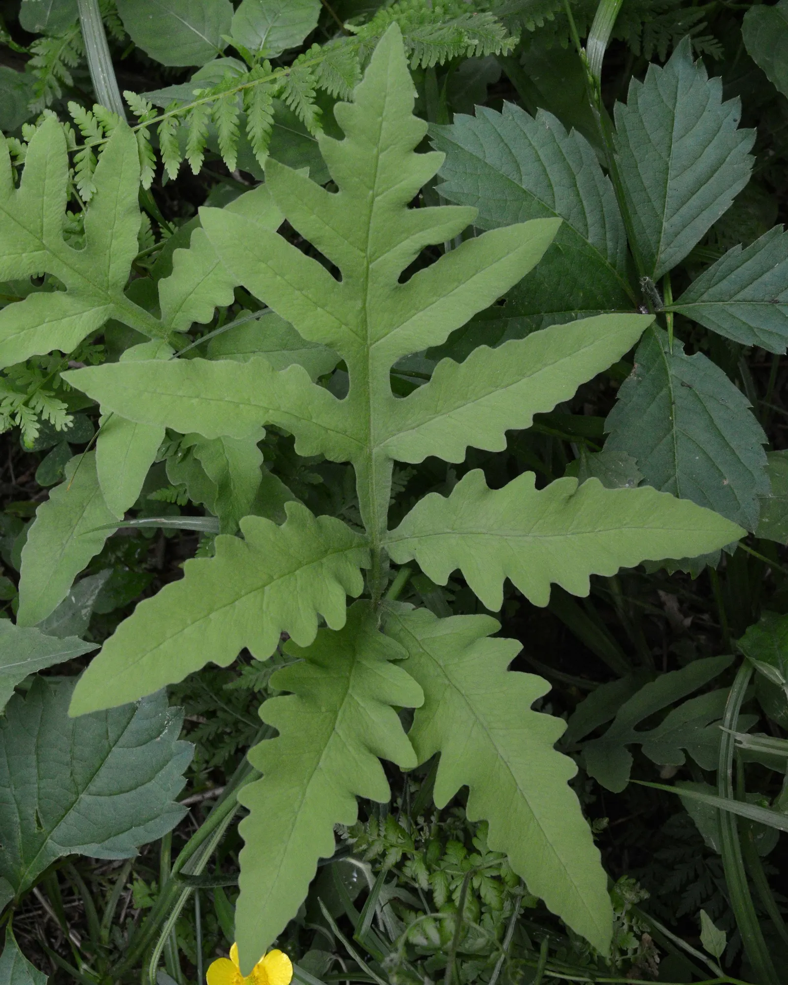 Sensitive Fern (Onoclea Sensibilis) — The fern has a distinctive appearance