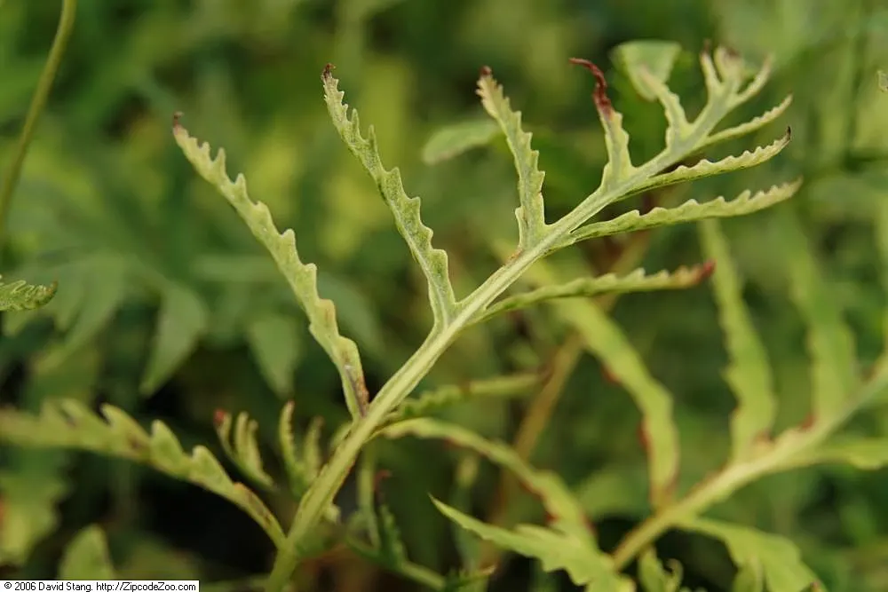 Sensitive Fern (Onoclea Sensibilis) — or alongside water features; they persist through winter