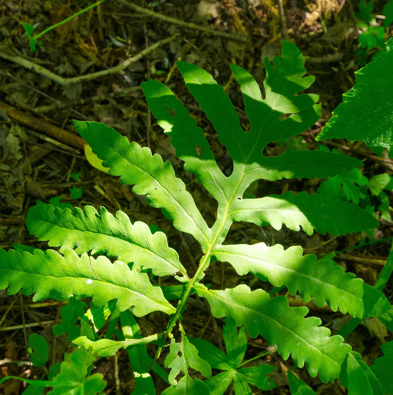 Sensitive Fern (Onoclea Sensibilis) — It\'s deer-resistant, which can be an added advantage in areas frequented by wildlife