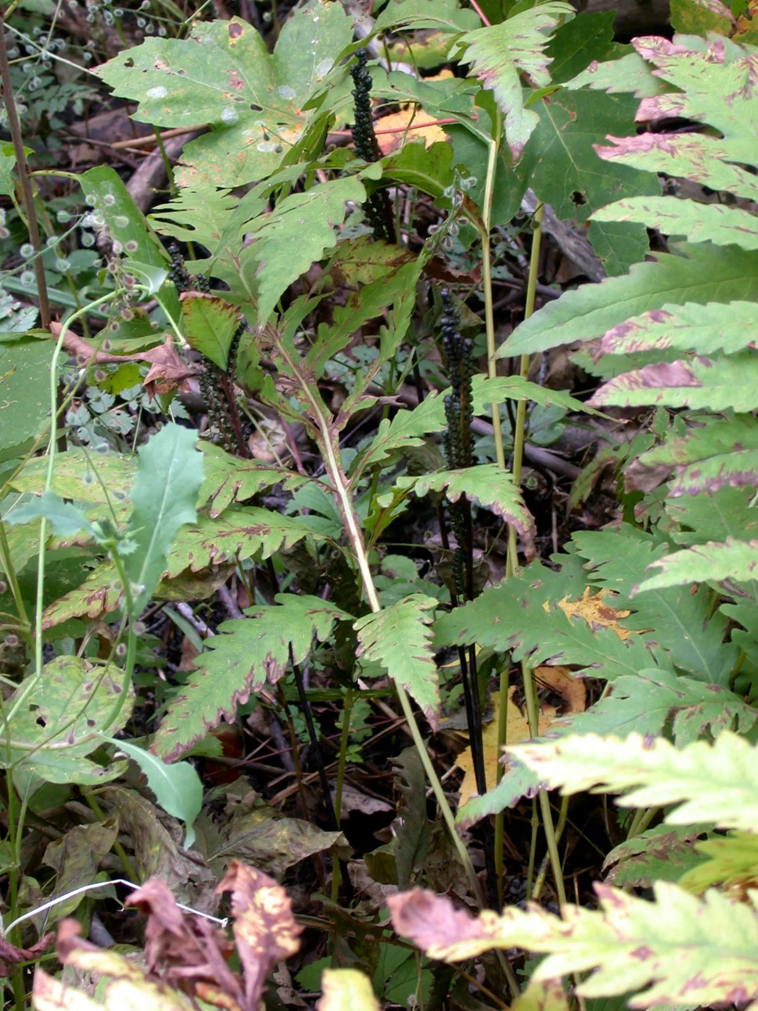 Sensitive Fern (Onoclea Sensibilis) — It\'s deer-resistant, which can be an added advantage in areas frequented by wildlife; pale green fronds that, image 74