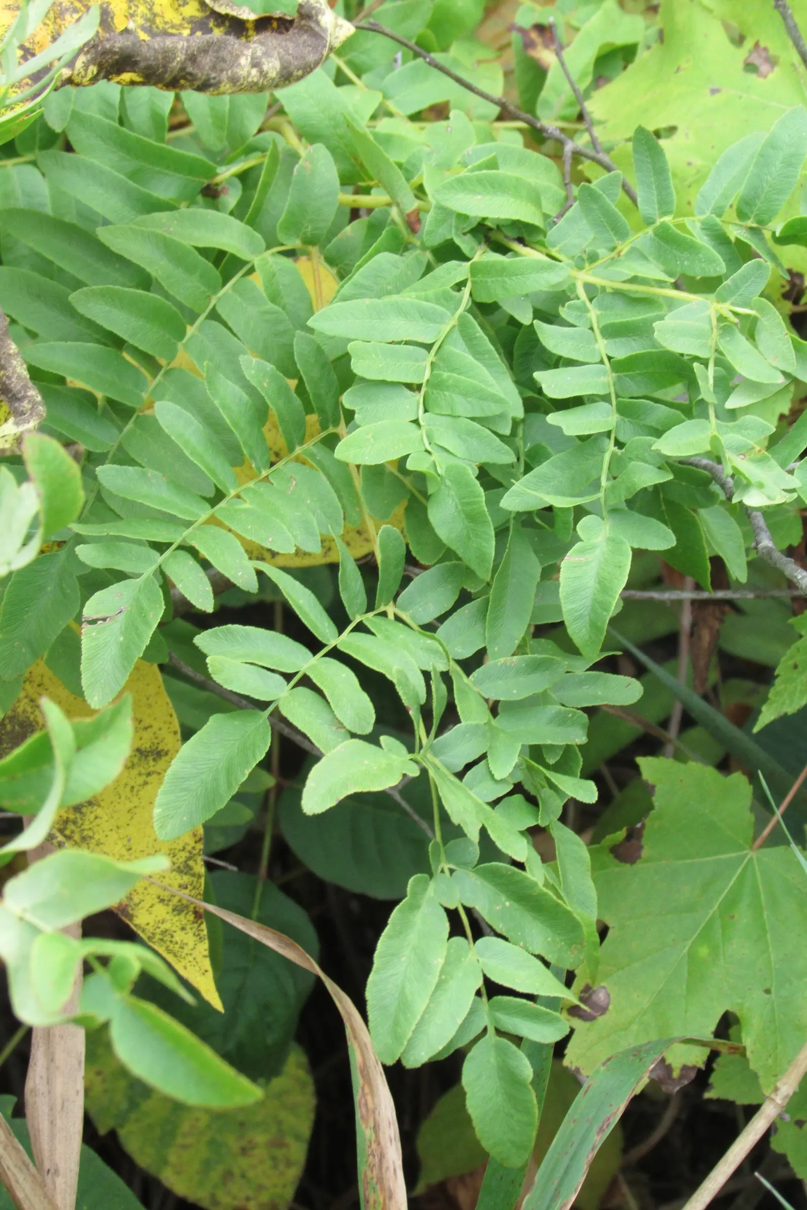 Sensitive Fern (Onoclea Sensibilis) — Known for its sensitivity to frost; fern for half or shade