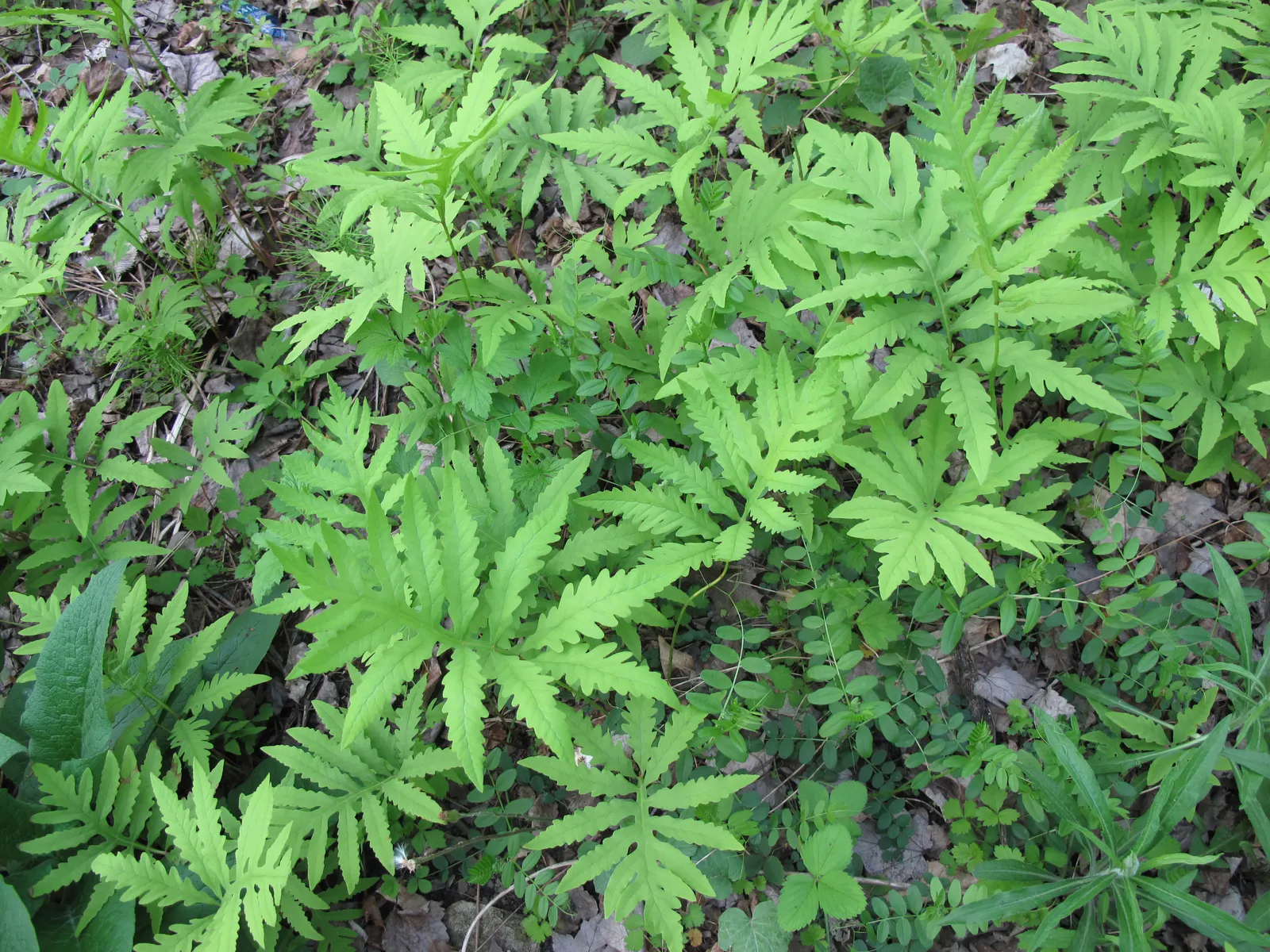 Sensitive Fern (Onoclea Sensibilis) — releasing their spores in the following spring.<br><br>Ideal for USDA hardiness zones 3 to 8; sensitive Fern (Onoclea