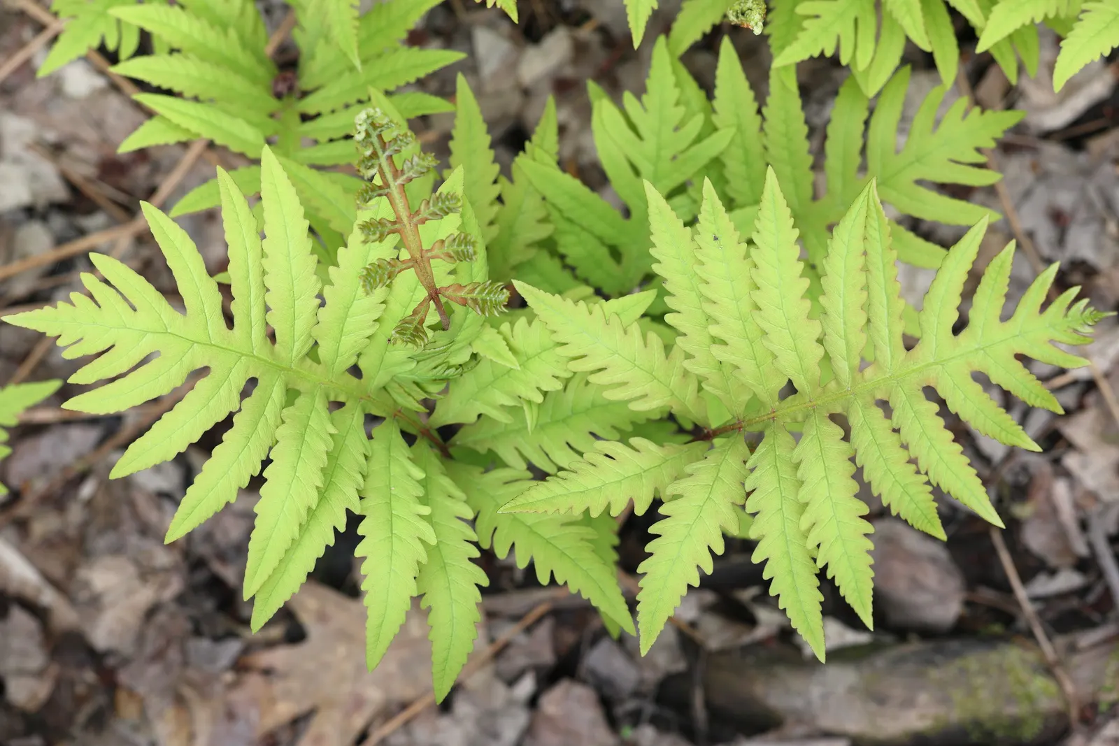 Sensitive Fern (Onoclea Sensibilis) — prehistoric ambiance in any garden.<br><br>This species is termed "sensitive" due to its delicate nature, image 62