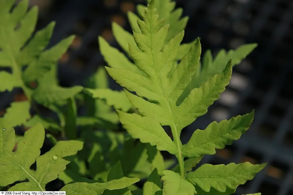 Sensitive Fern (Onoclea Sensibilis) — is a deciduous fern indigenous to swampy forests and wetlands of North America