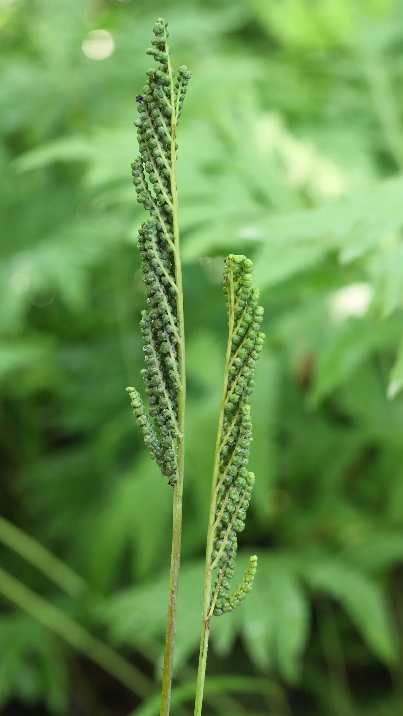 Sensitive Fern (Onoclea Sensibilis) — The fronds arise singularly from creeping; is a deciduous fern indigenous to swampy forests and wetlands of, image 66