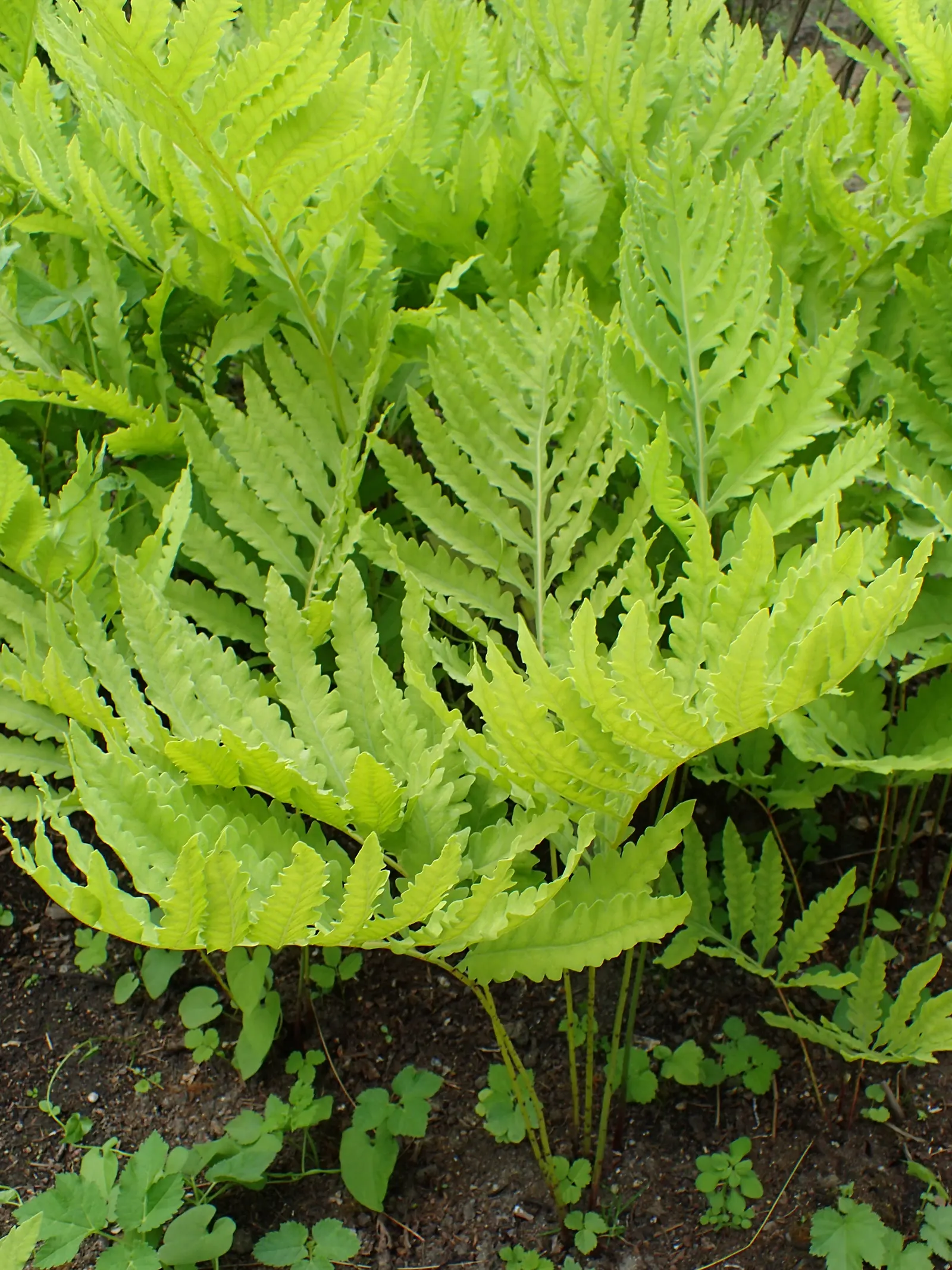 Sensitive Fern (Onoclea Sensibilis) — Preferring partial to full shade, it flourishes in moist, rich soil; best suited for moist zones of your landscape and