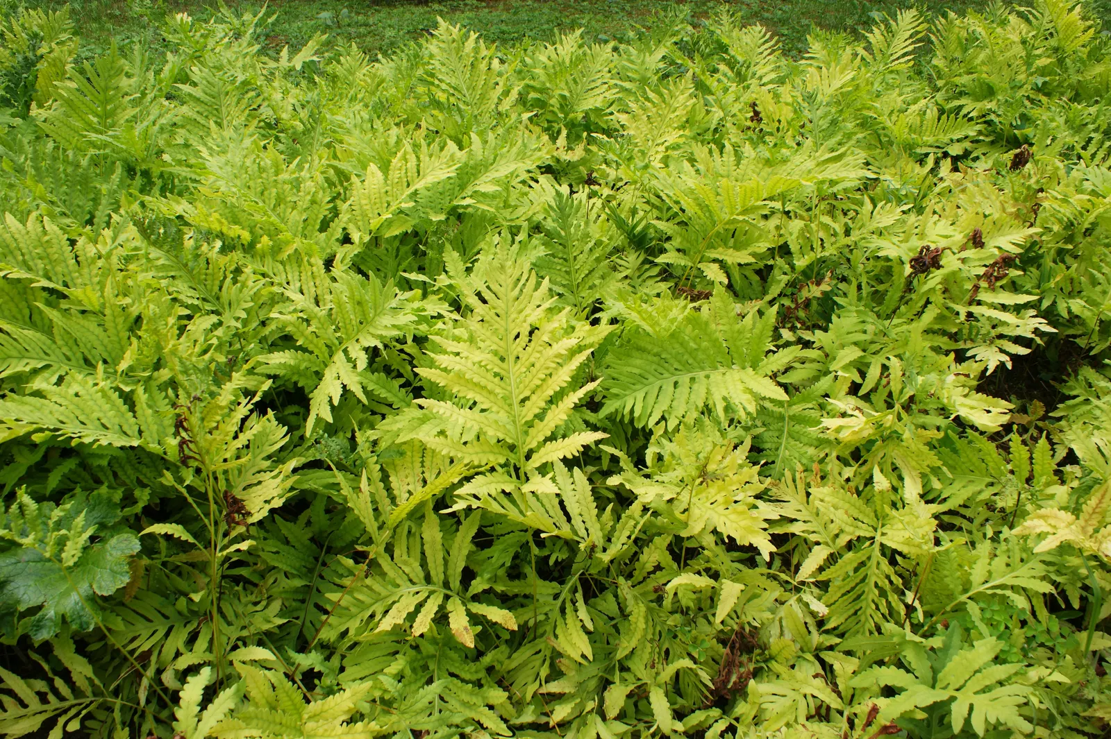 Sensitive Fern (Onoclea Sensibilis) — non-branching rhizomes that prefer a rich; the fronds arise singularly from creeping, image 67