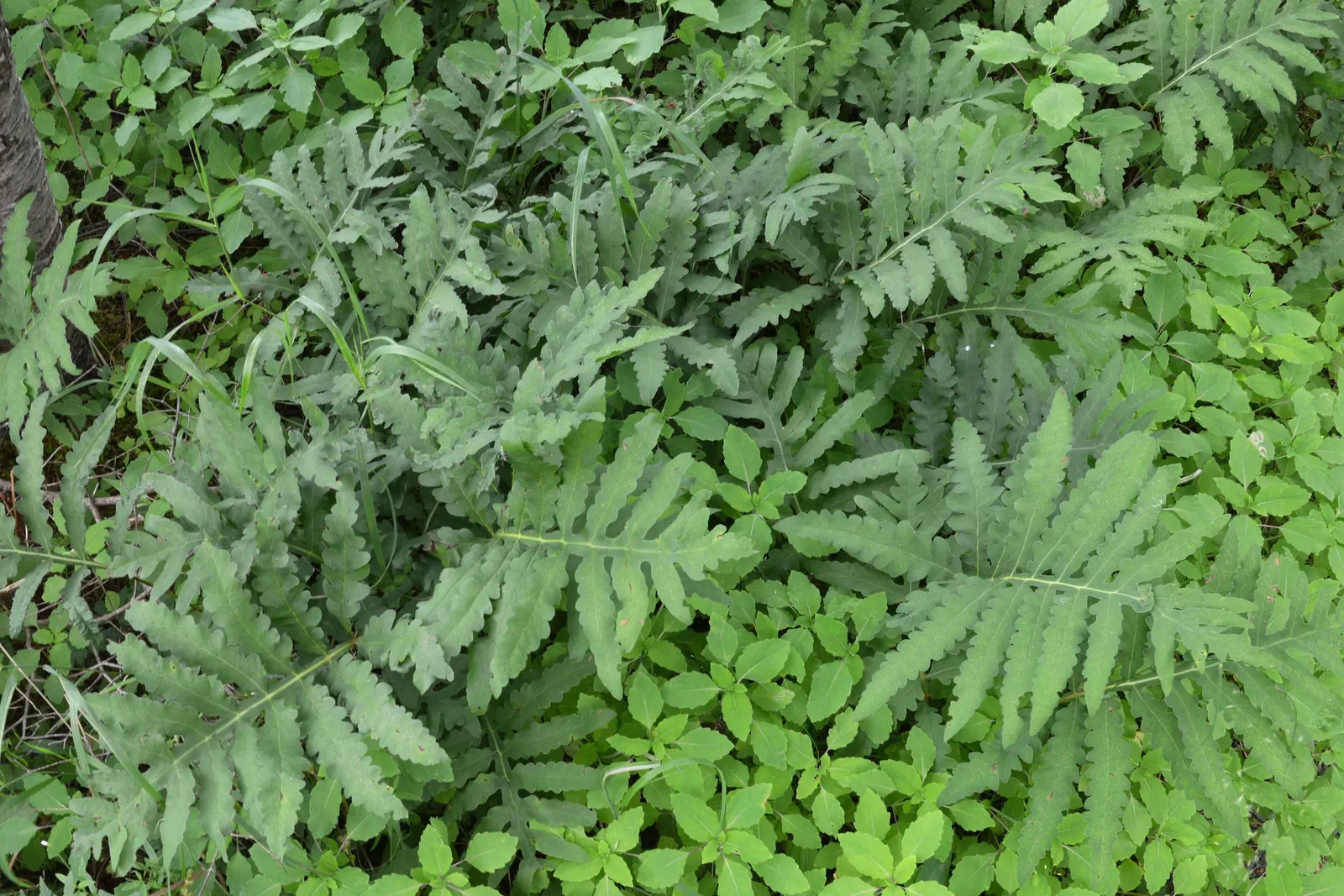 Sensitive Fern (Onoclea Sensibilis) — scientifically known as Onoclea sensibilis