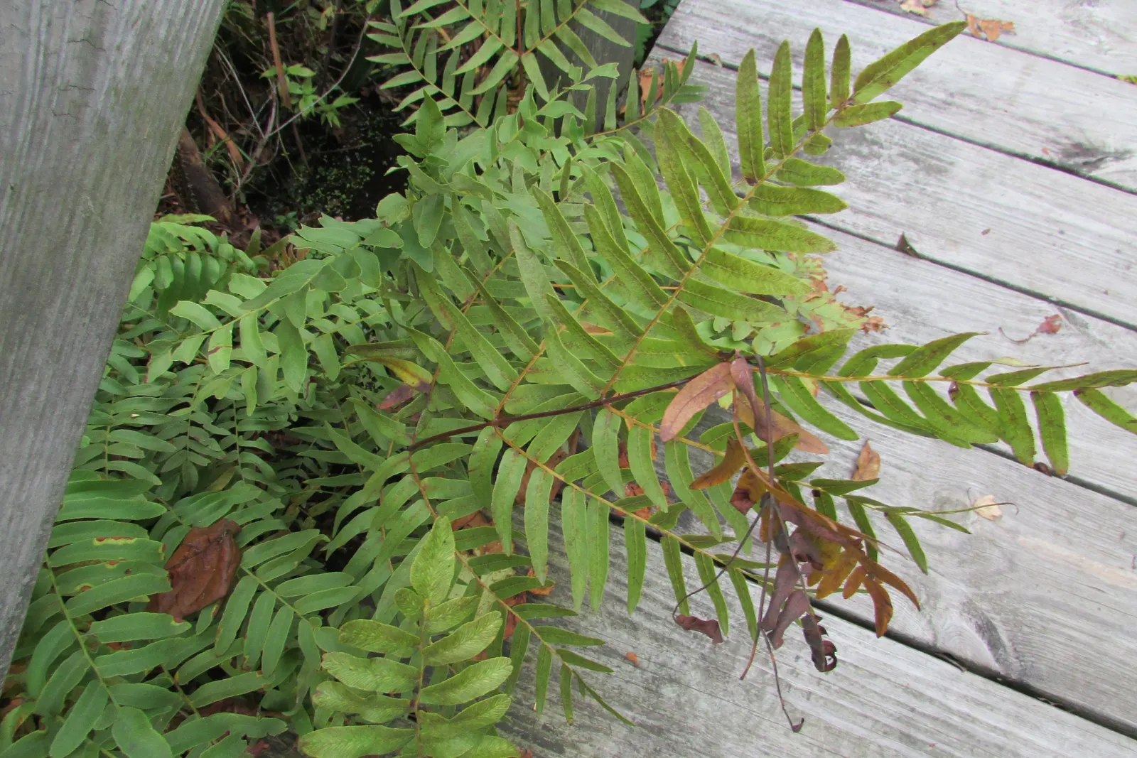 Sensitive Fern (Onoclea Sensibilis) — scientifically known as Onoclea sensibilis; this fern exhibits a unique, coarse texture with each frond reaching 18-24