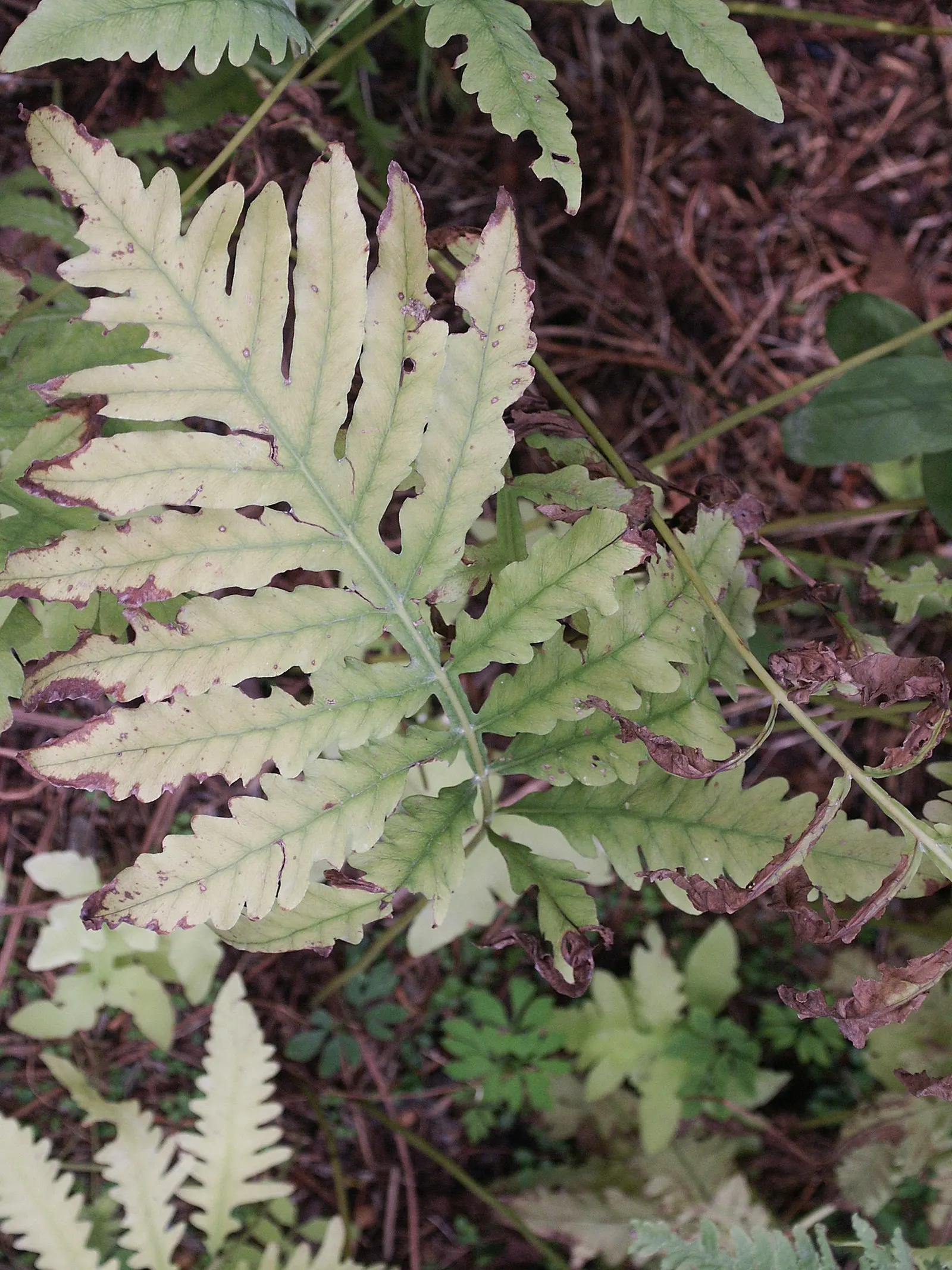 Sensitive Fern (Onoclea Sensibilis) — the fern's vivid green fronds add a lush