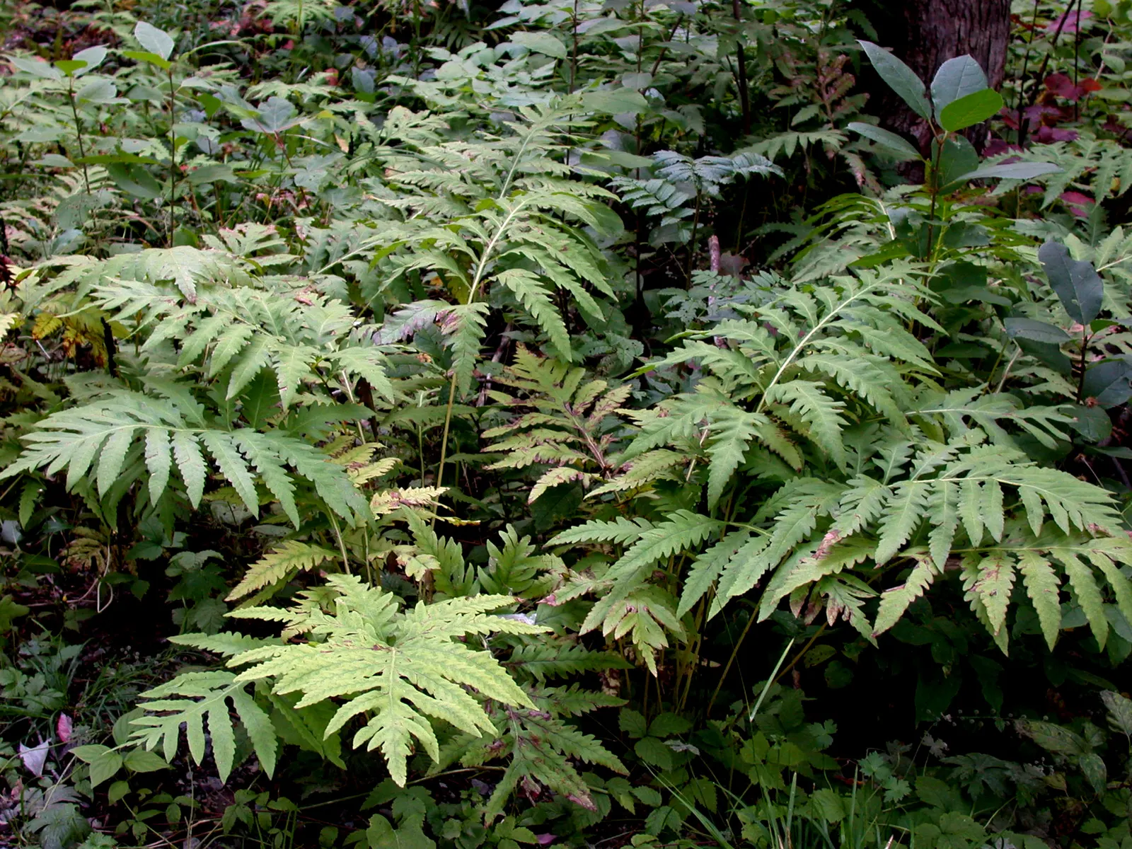Sensitive Fern (Onoclea Sensibilis) — Sensitive Fern (Onoclea sensibilis) is a deciduous perennial thriving in USDA Zones 4-8