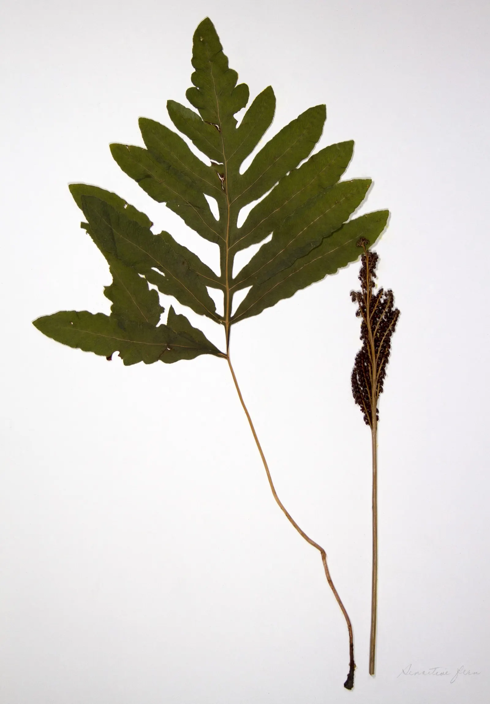Sensitive Fern (Onoclea Sensibilis) — They persist through winter; unlike many other ferns, its fertile fronds differ from its sterile fronds, image 71