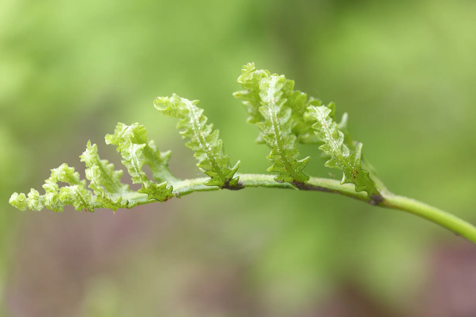 Sensitive Fern (Onoclea Sensibilis) — Known for its sensitivity to frost