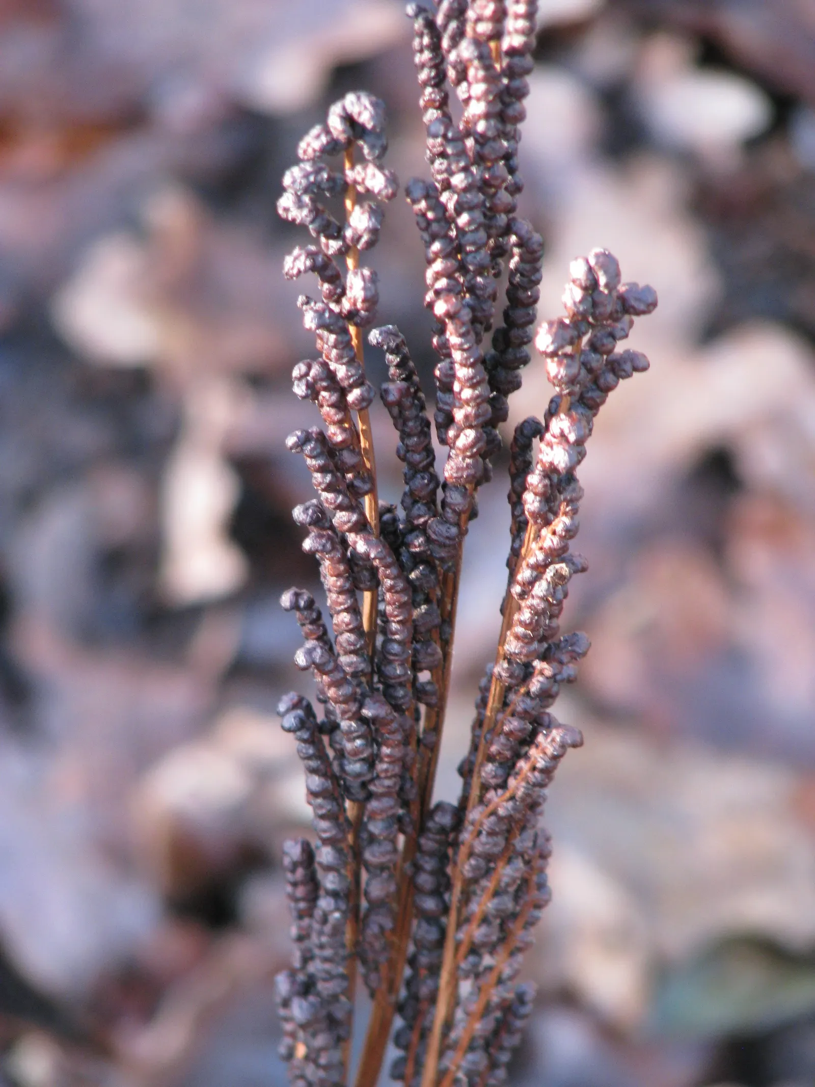 Sensitive Fern (Onoclea Sensibilis) — releasing their spores in the following spring.<br><br>Ideal for USDA hardiness zones 3 to 8