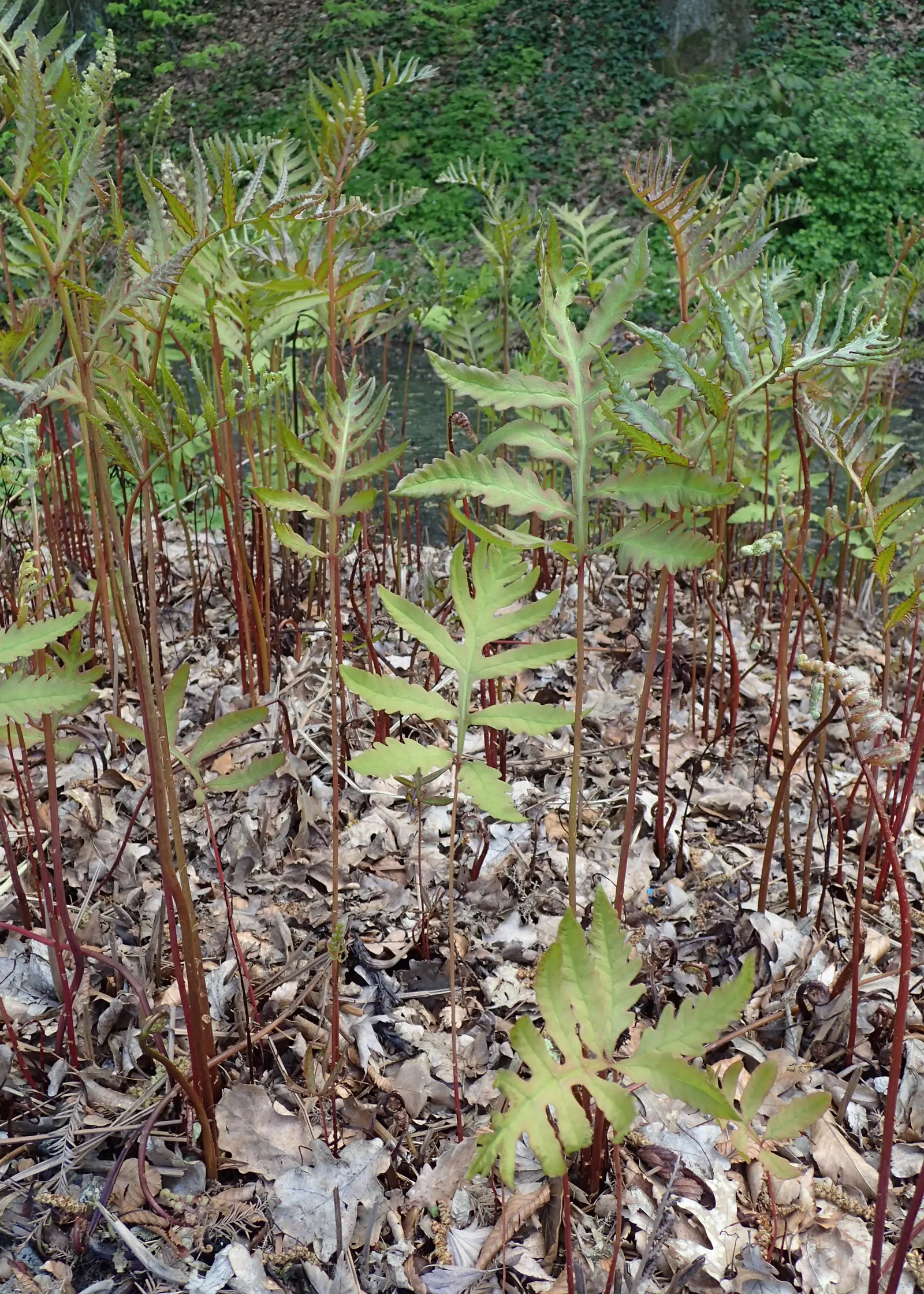 Sensitive Fern (Onoclea Sensibilis) — adding a touch of elegance and lushness while also being low maintenance and adaptable; scientifically known as Onoclea