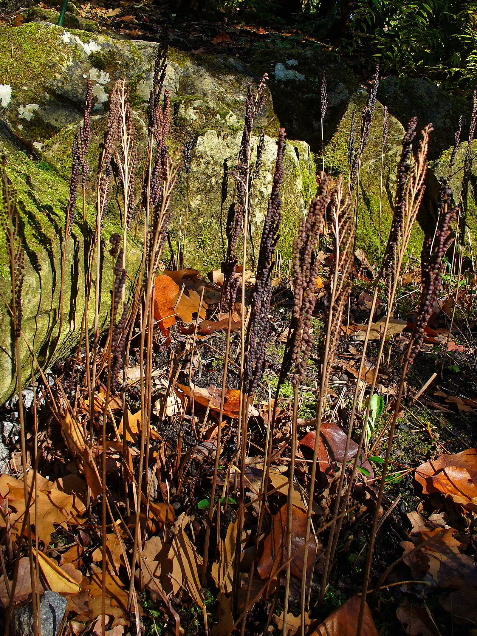 Sensitive Fern (Onoclea Sensibilis) — fern for half or shade; releasing their spores in the following spring.<br><br>Ideal for USDA hardiness zones 3 to 8
