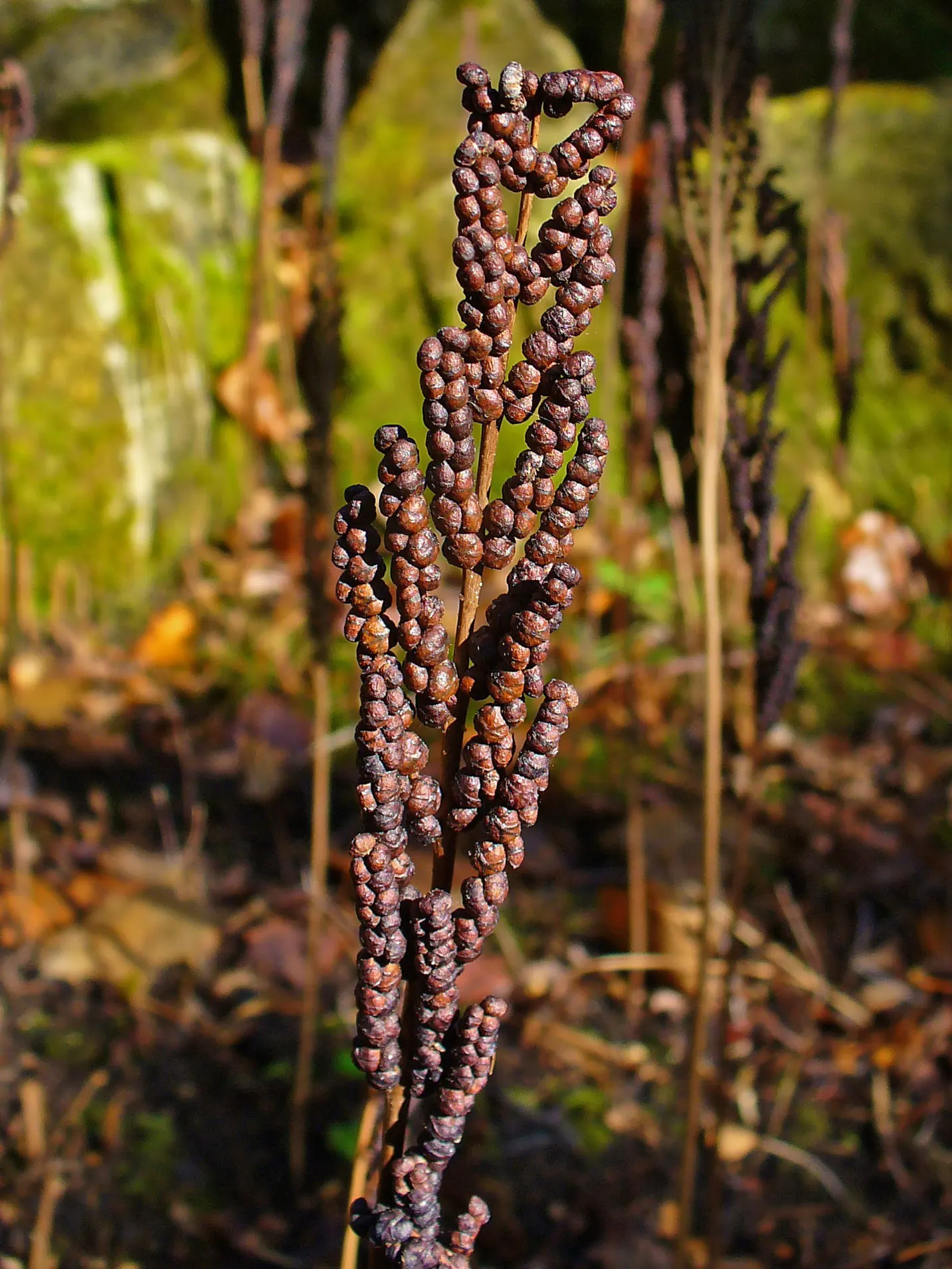 Sensitive Fern (Onoclea Sensibilis) — delicate character to shade gardens