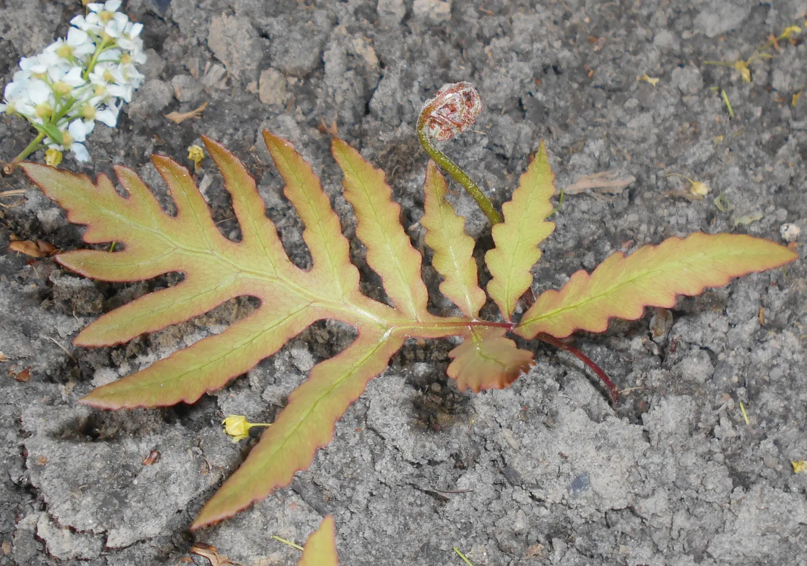Sensitive Fern (Onoclea Sensibilis) — pale green fronds that can reach lengths of 18 to 24 inches