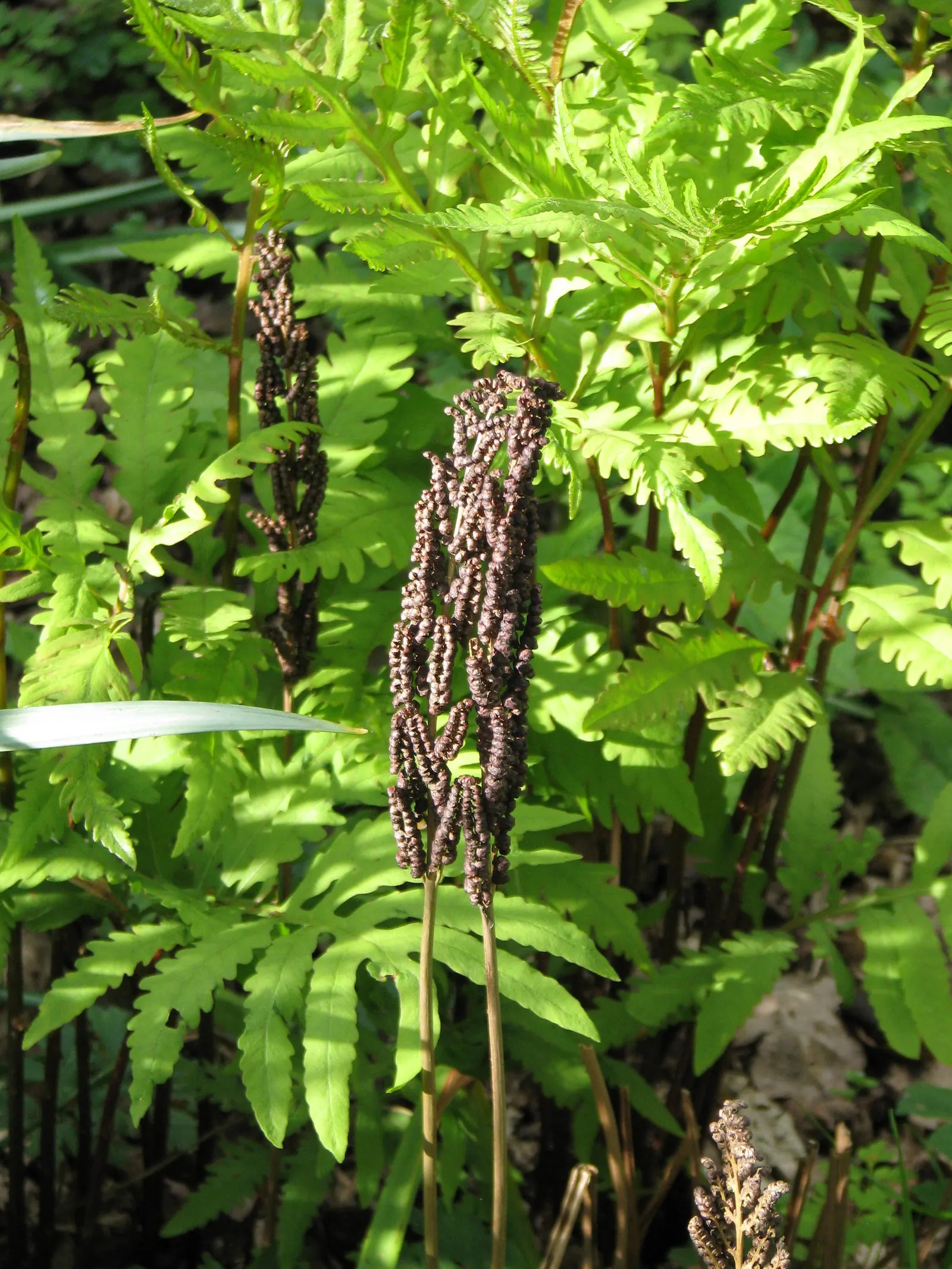 Sensitive Fern (Onoclea Sensibilis) — Preferring partial to full shade, it flourishes in moist, rich soil; best suited for moist zones of your, image 52