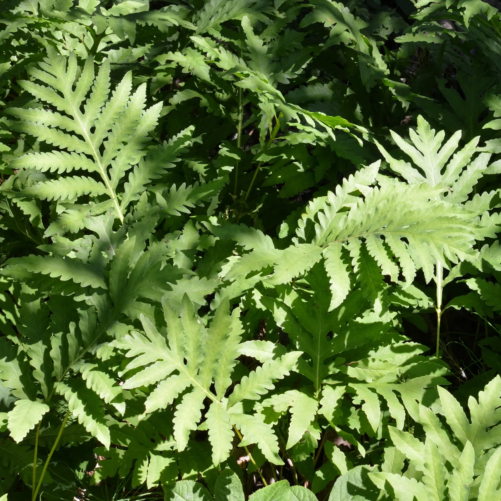 Sensitive Fern (Onoclea Sensibilis) — and damp environment.<br><br>One of the most interesting aspects of this plant is its reproductive strategy; adding a