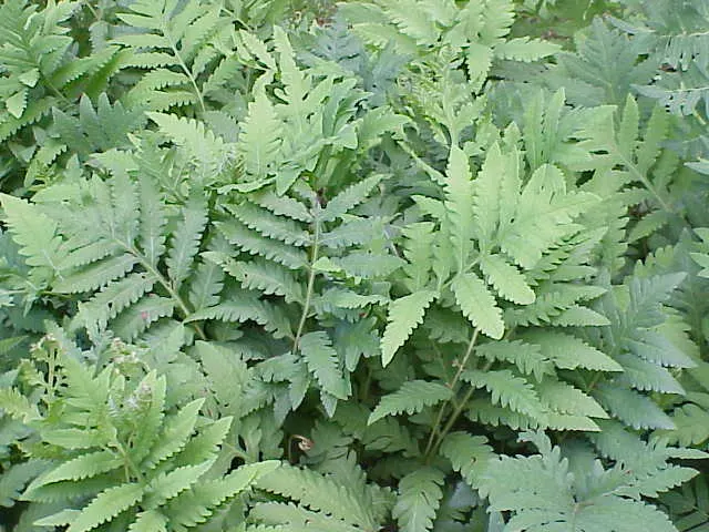 Sensitive Fern (Onoclea Sensibilis) — scientifically known as Onoclea sensibilis; this fern exhibits a unique, coarse texture with each frond, image 58