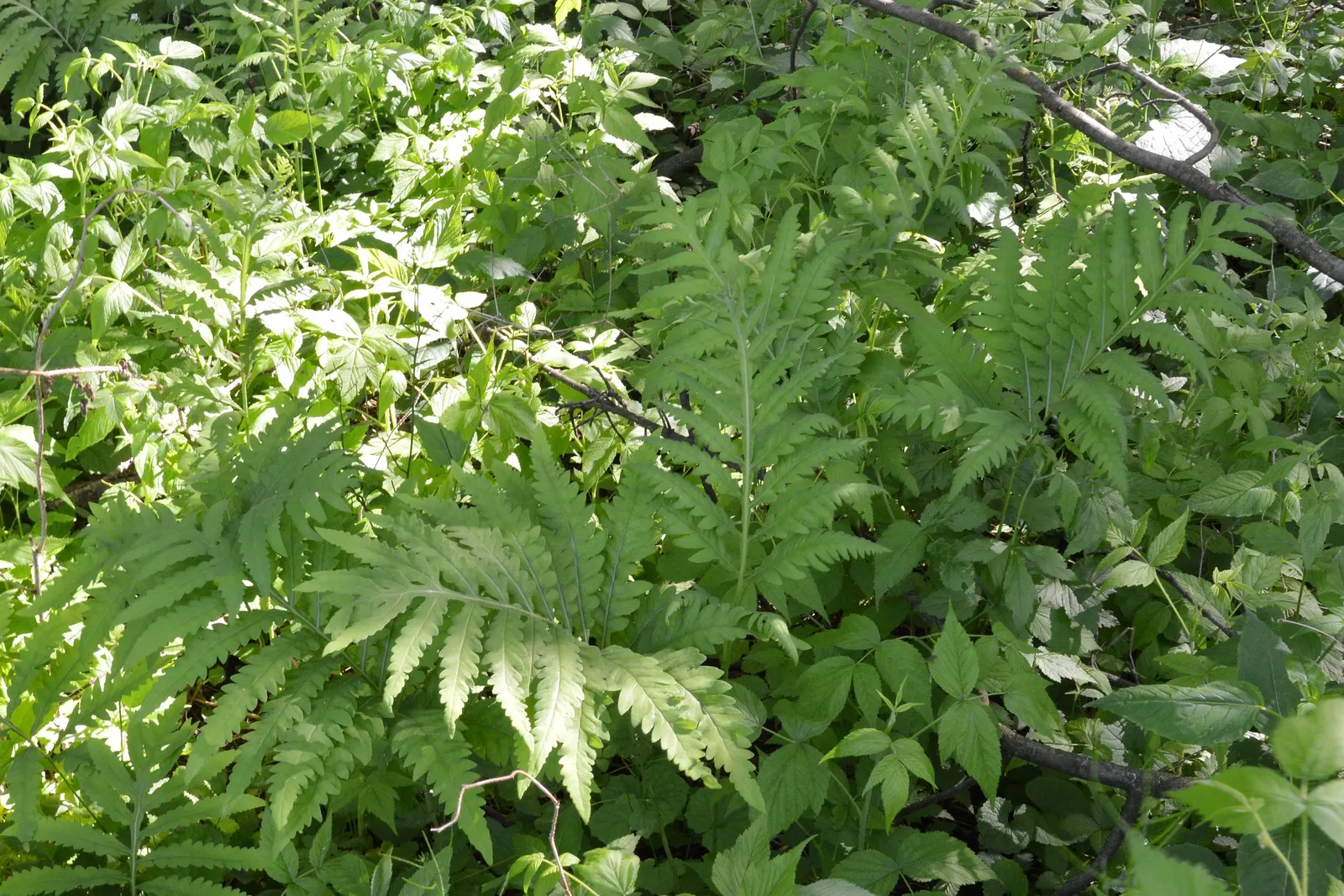 Sensitive Fern (Onoclea Sensibilis) — This fern exhibits a unique, coarse texture with each frond reaching 18-24 inches in height and spread; and, image 53
