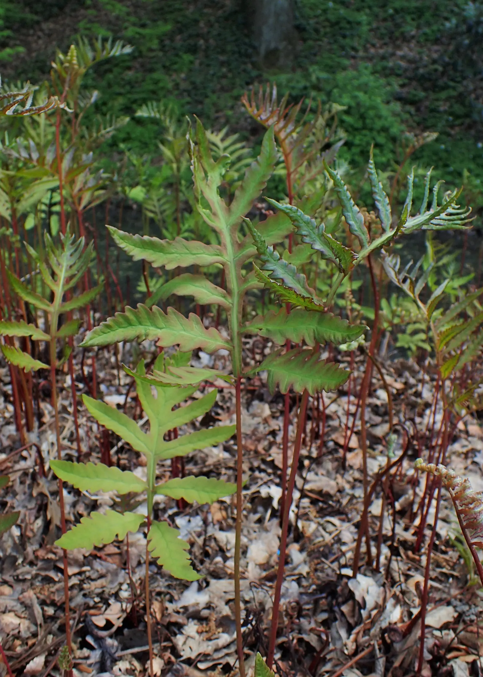 Sensitive Fern (Onoclea Sensibilis) — It possesses a unique charm; non-branching rhizomes that prefer a rich, image 60