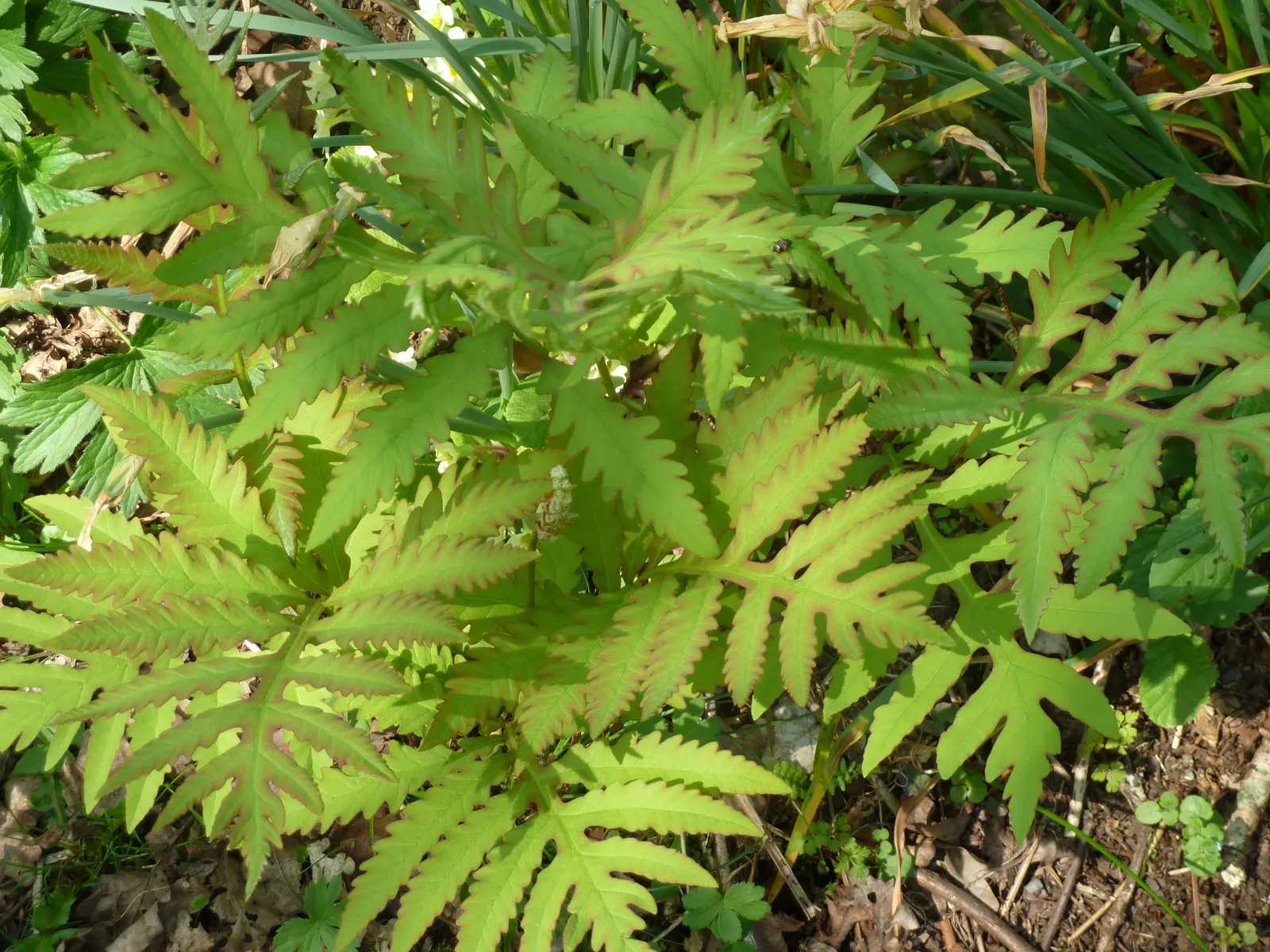Sensitive Fern (Onoclea Sensibilis) — The fronds arise singularly from creeping; is a deciduous fern indigenous to swampy forests and wetlands of North America