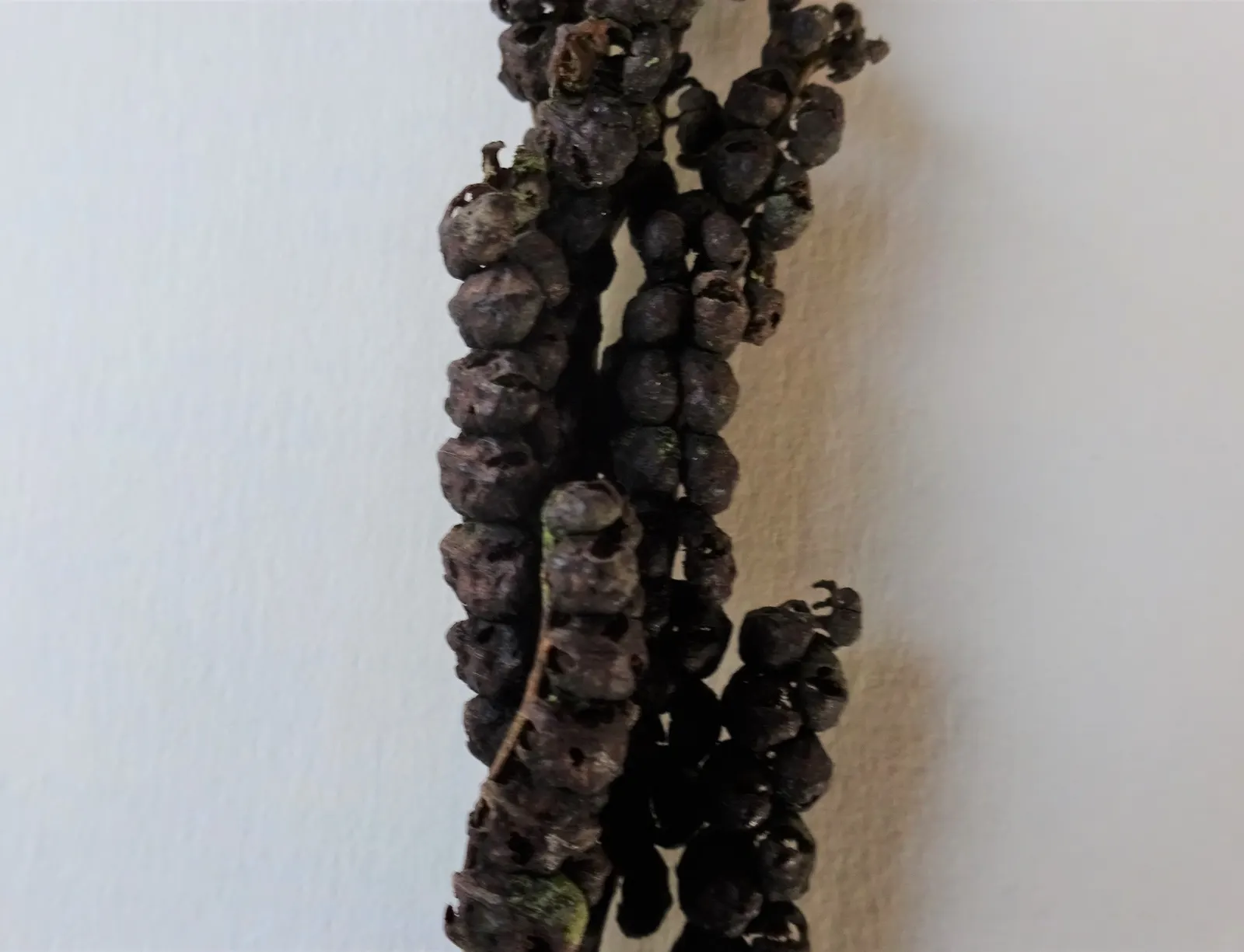 Sensitive Fern (Onoclea Sensibilis) — non-branching rhizomes that prefer a rich