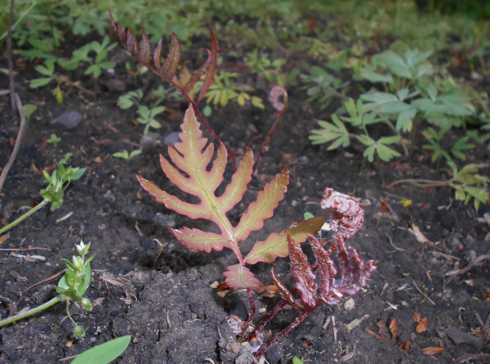 Sensitive Fern (Onoclea Sensibilis) — They persist through winter