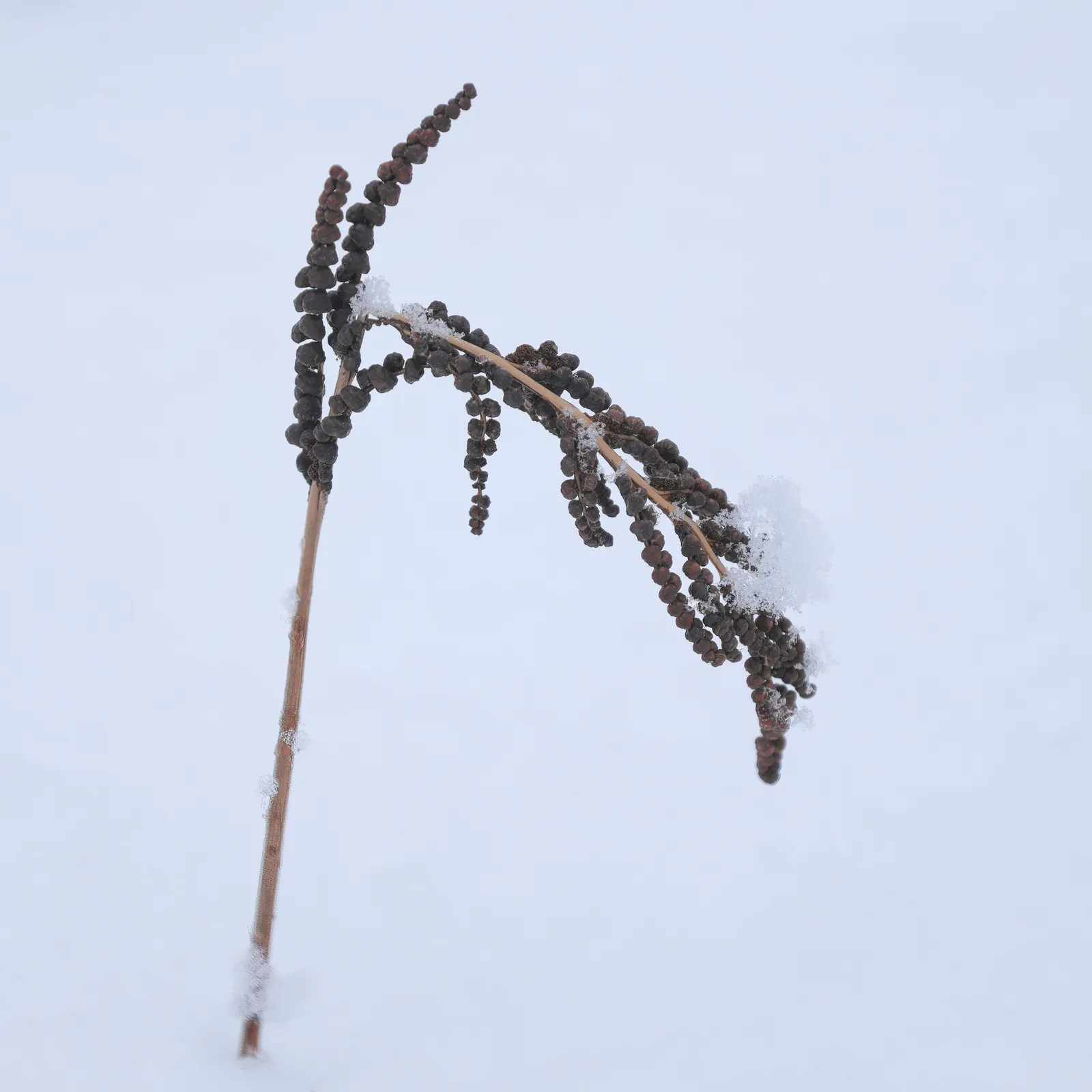 Sensitive Fern (Onoclea Sensibilis) — The fertile fronds are much smaller, non-green, and have a striking bead-like appearance
