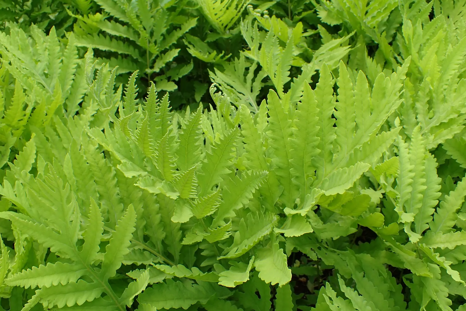 Sensitive Fern (Onoclea Sensibilis) — or alongside water features; they persist through winter, image 57