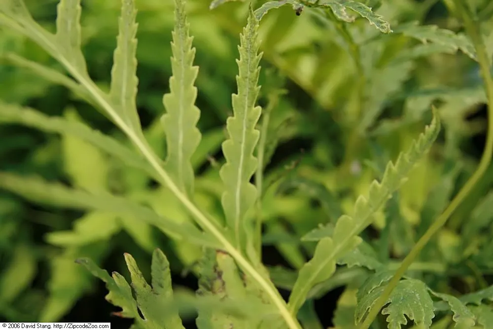 Sensitive Fern (Onoclea Sensibilis) — pale green fronds that can reach lengths of 18 to 24 inches; preferring partial to full shade, it flourishes in moist