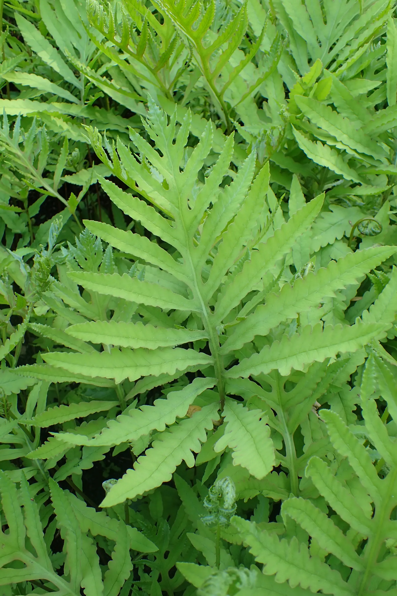 Sensitive Fern (Onoclea Sensibilis) — pale green fronds that can reach lengths of 18 to 24 inches; preferring partial to full shade, it flourishes, image 65