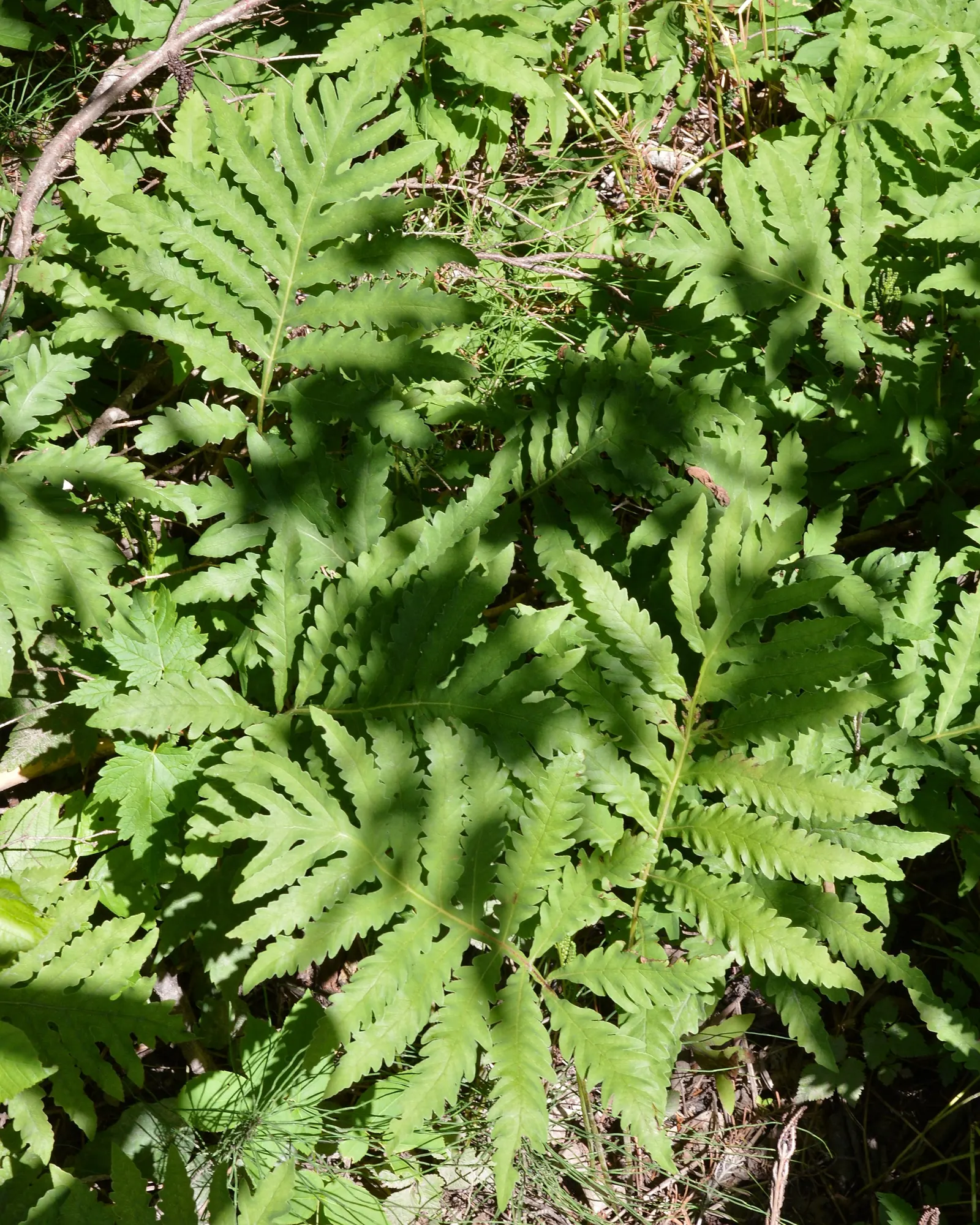 Sensitive Fern (Onoclea Sensibilis) — is a deciduous fern indigenous to swampy forests and wetlands of North America; it possesses a unique charm
