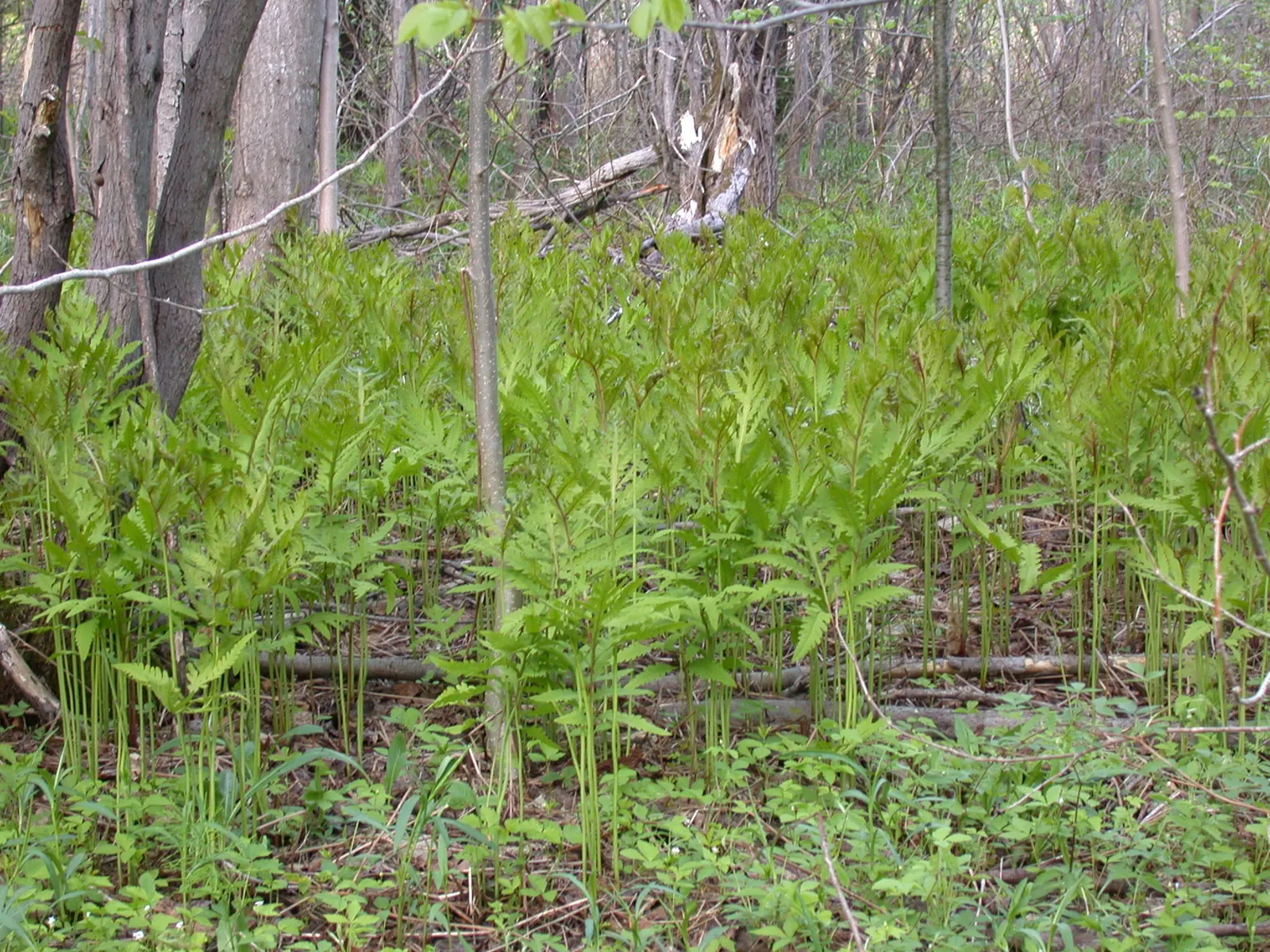Sensitive Fern (Onoclea Sensibilis) — particularly its propensity to wither at the first hint of frost